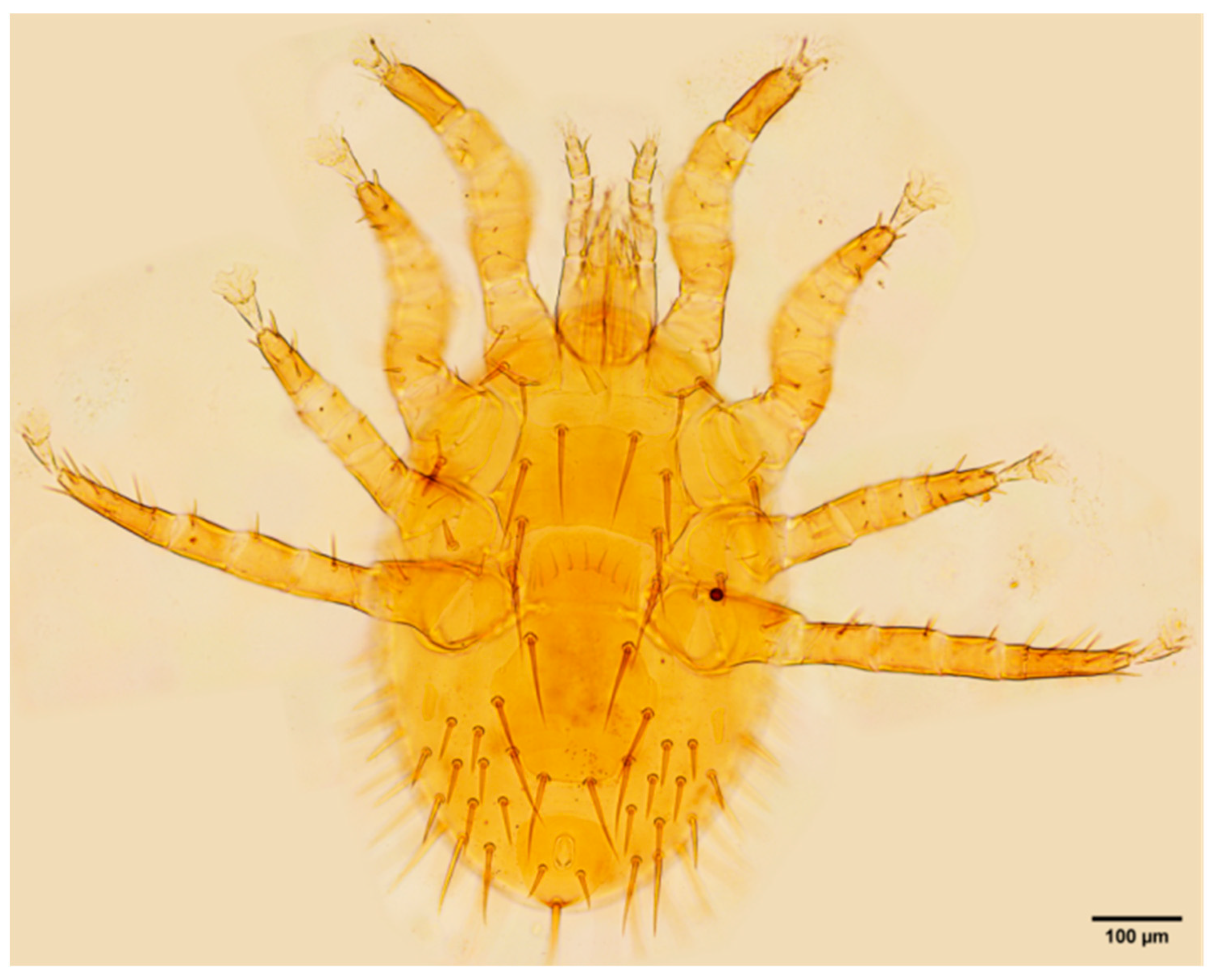 Insects 16 00305 g0a6