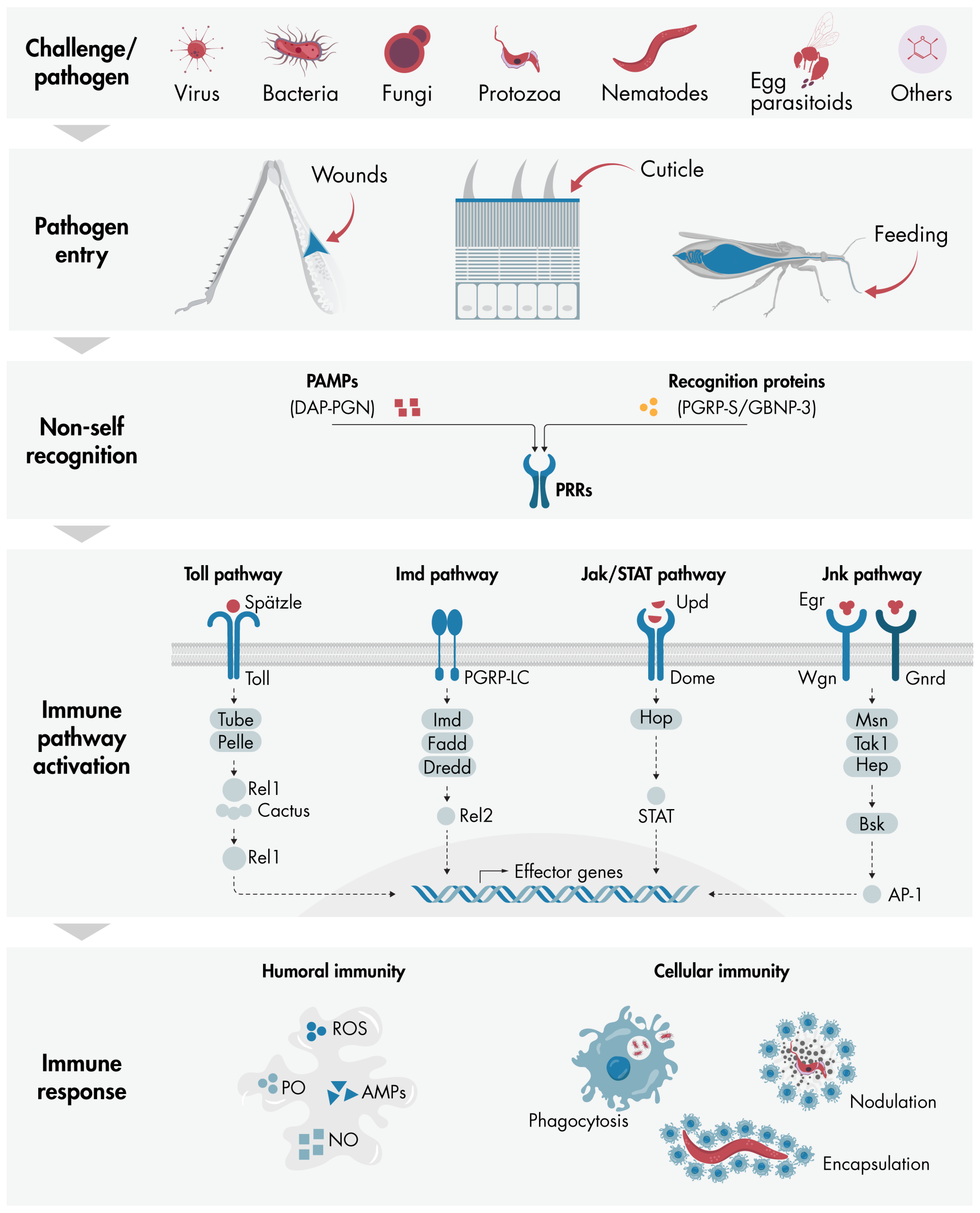 Insects 16 00311 g001 Insects 16 00311 g001