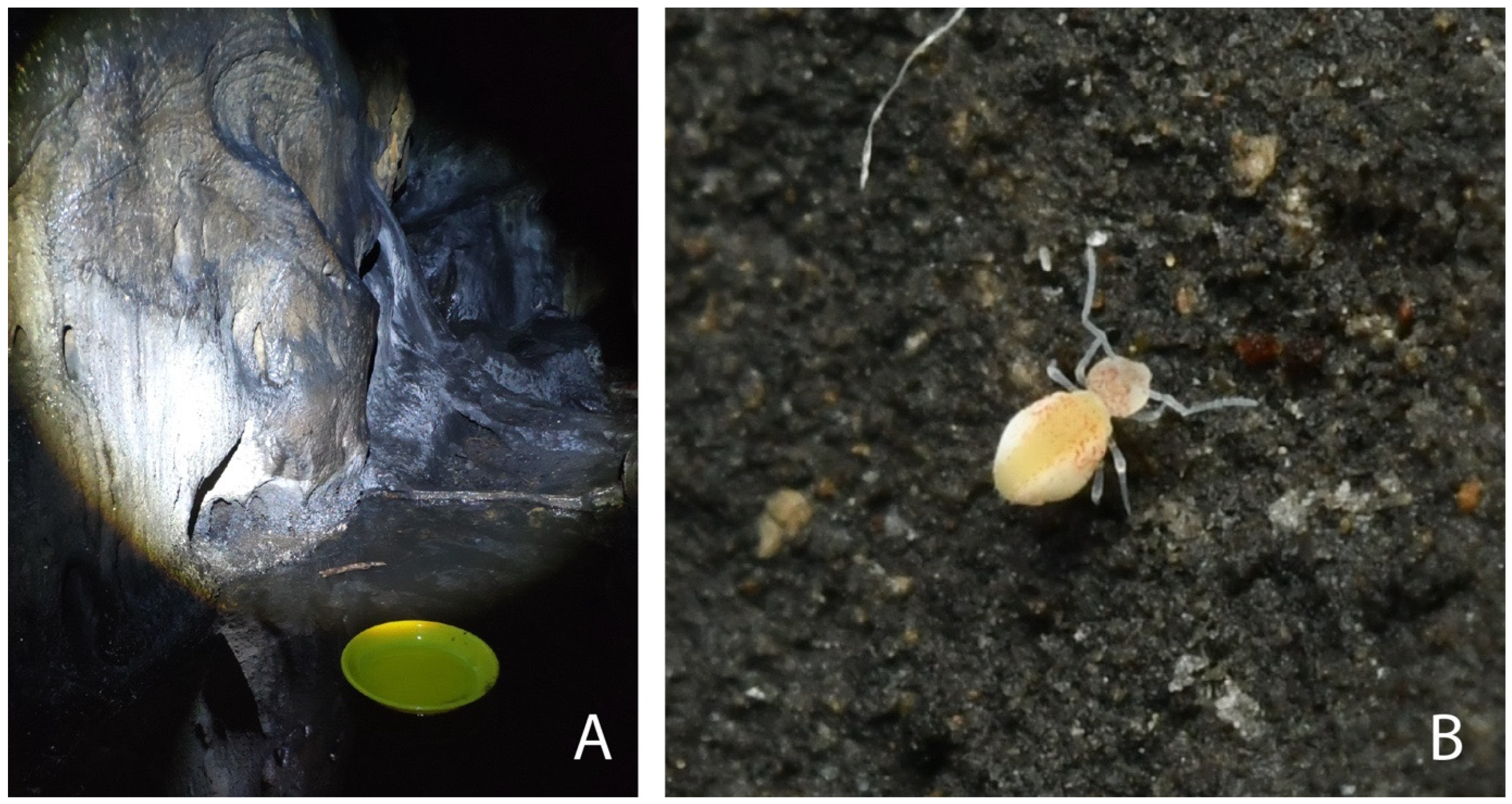 Insects 16 00314 g001