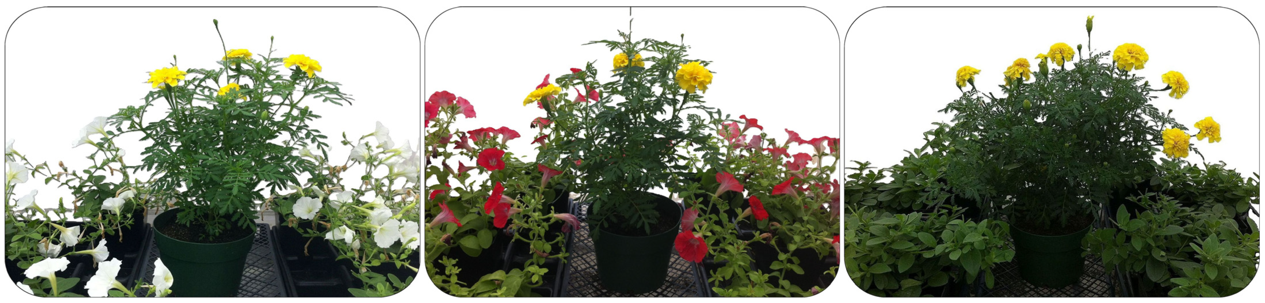 Insects 16 00319 g001