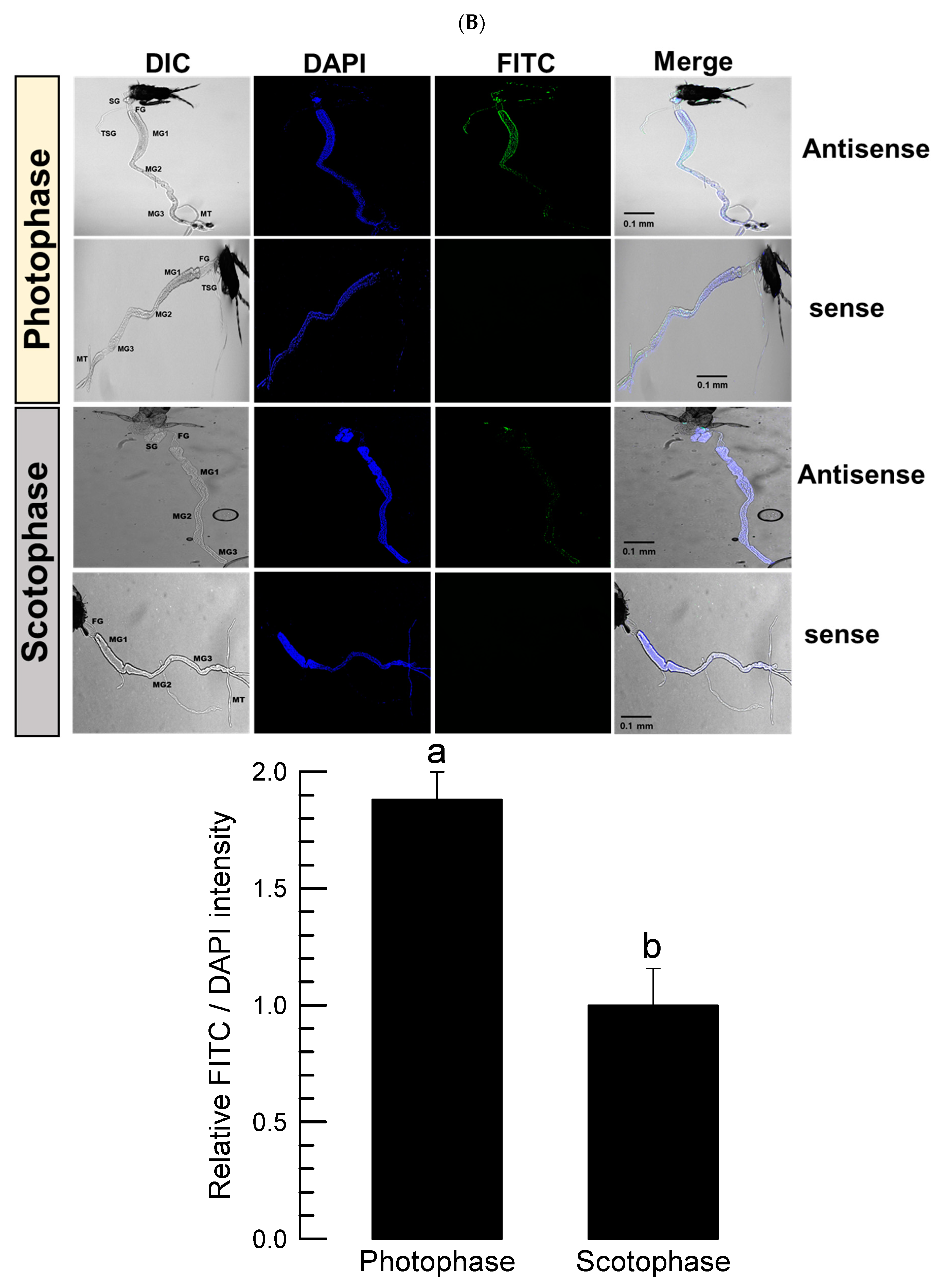Insects 16 00320 g002b