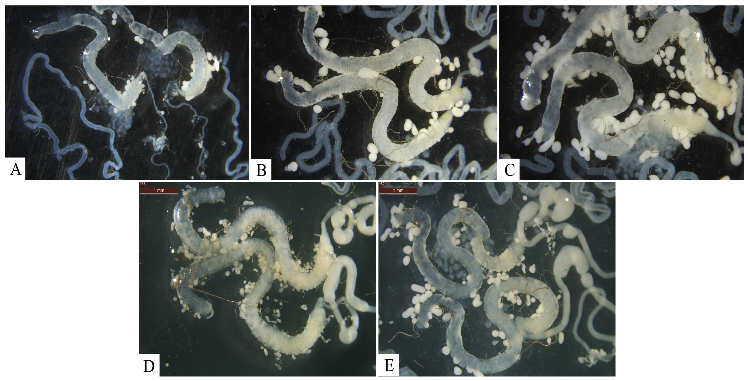 Insects 16 00330 g002