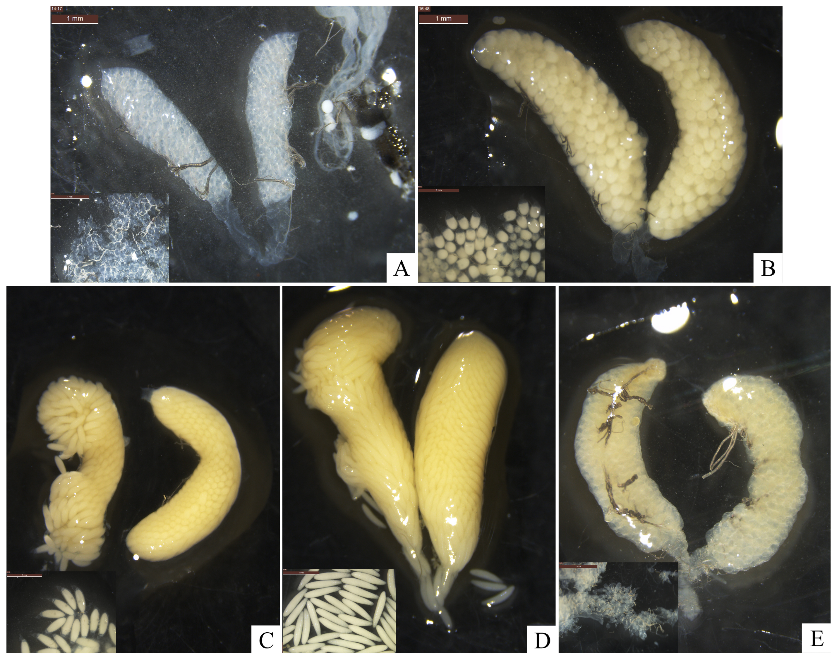 Insects 16 00330 g005