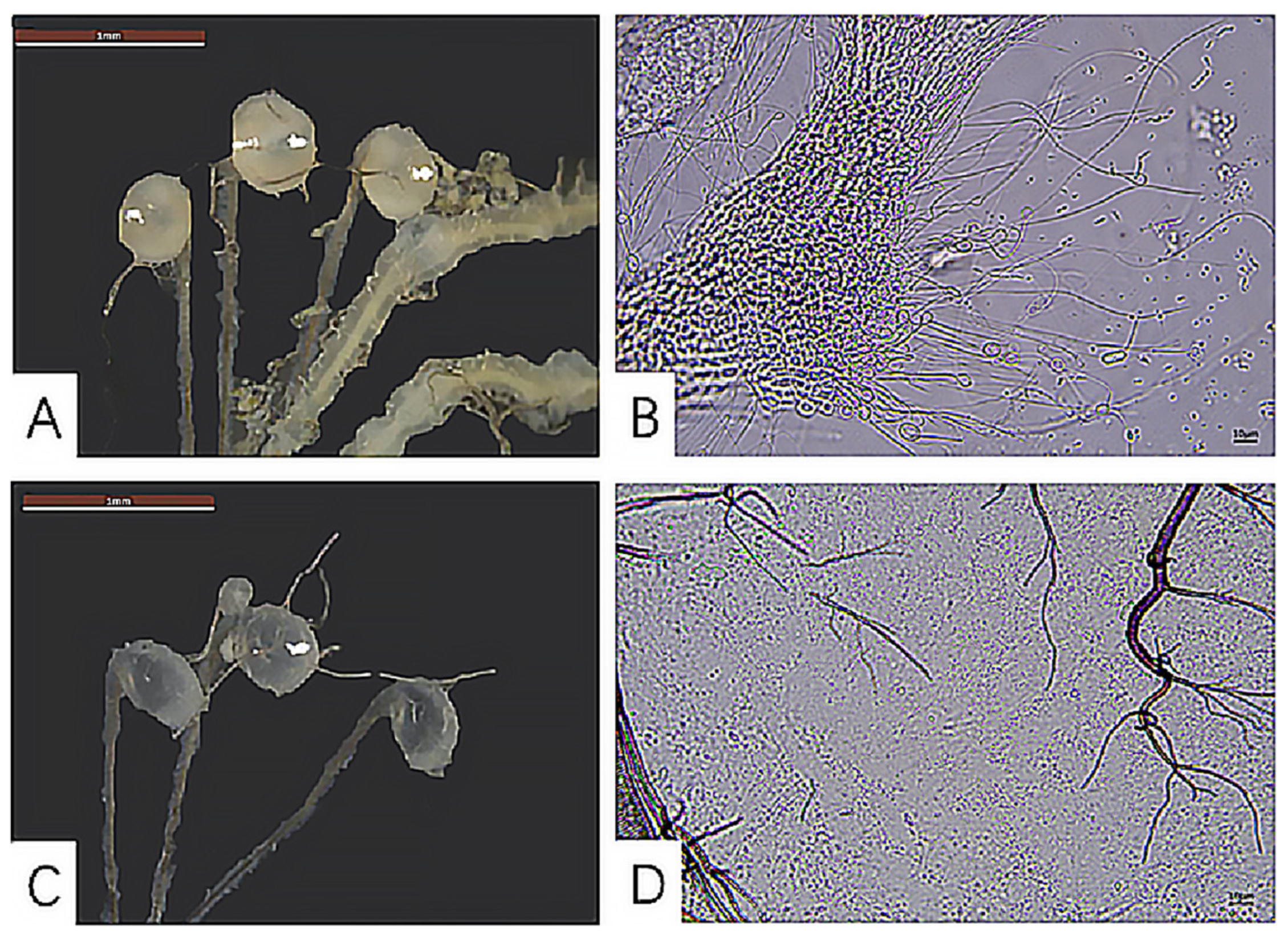 Insects 16 00330 g006