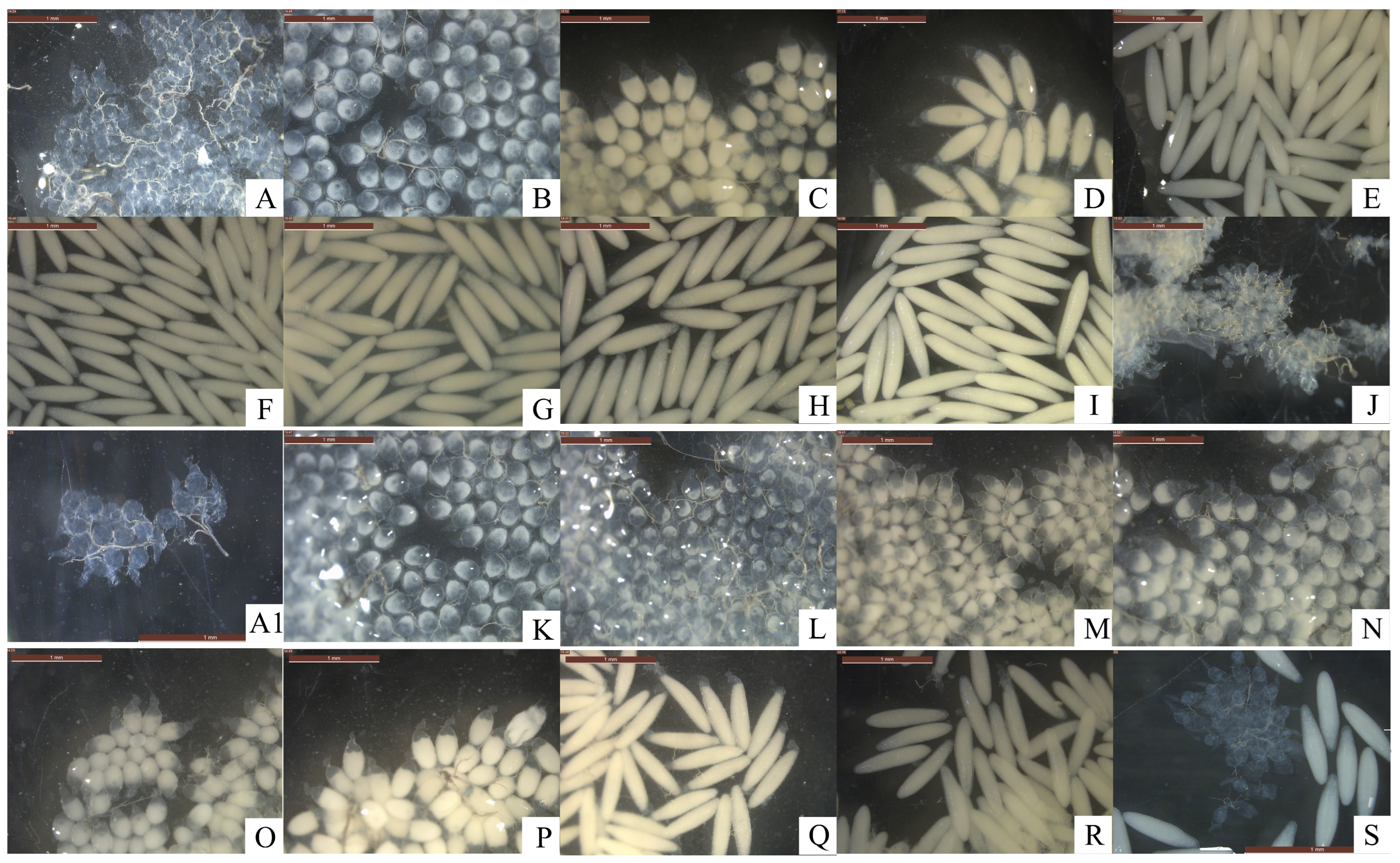 Insects 16 00330 g009