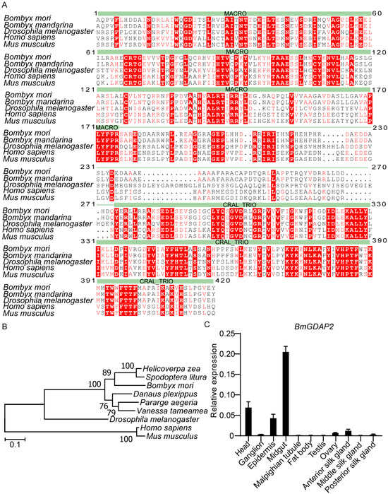 CRISPR/Cas9-Mediated Knockout of BmGDAP2 in the Silkworm, Bombyx mori ...