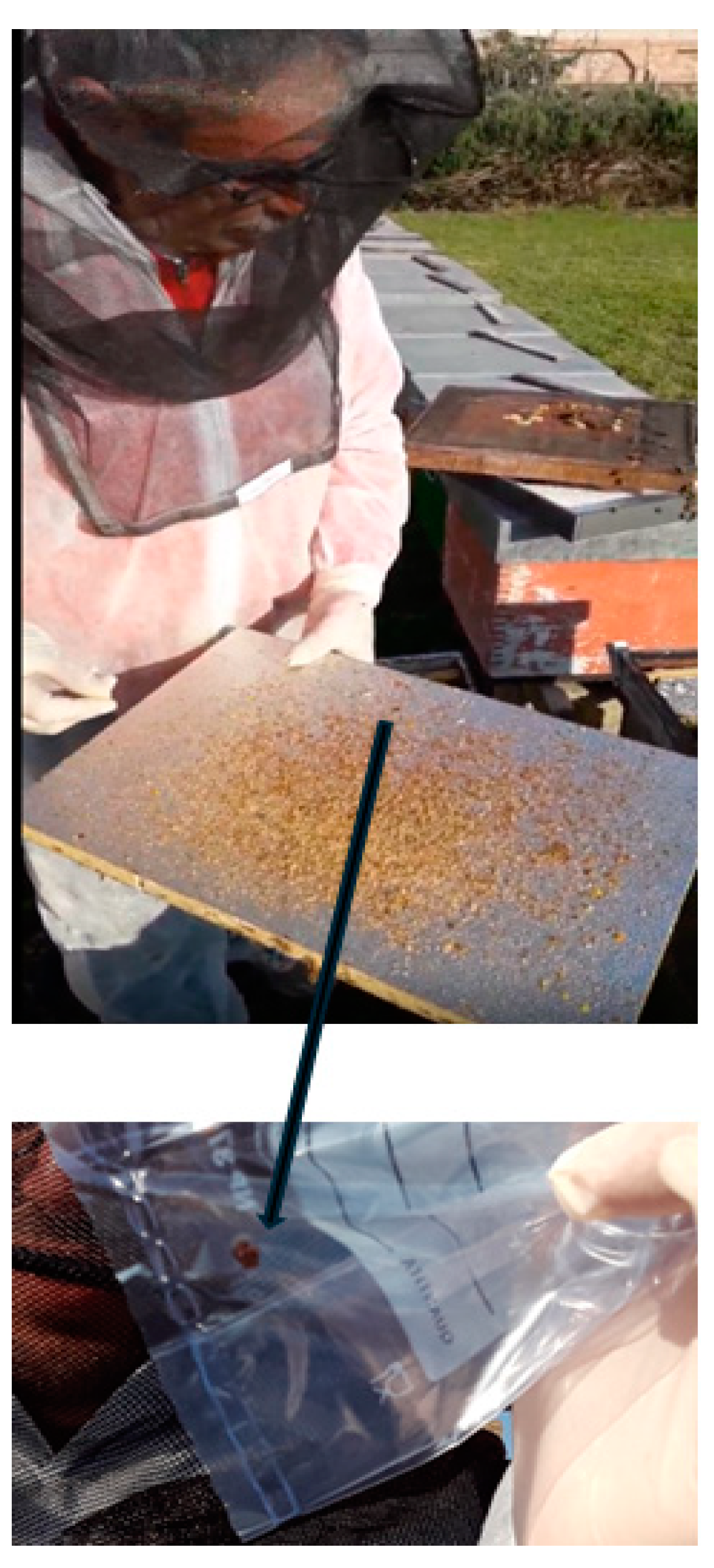 Insects 16 00363 g001