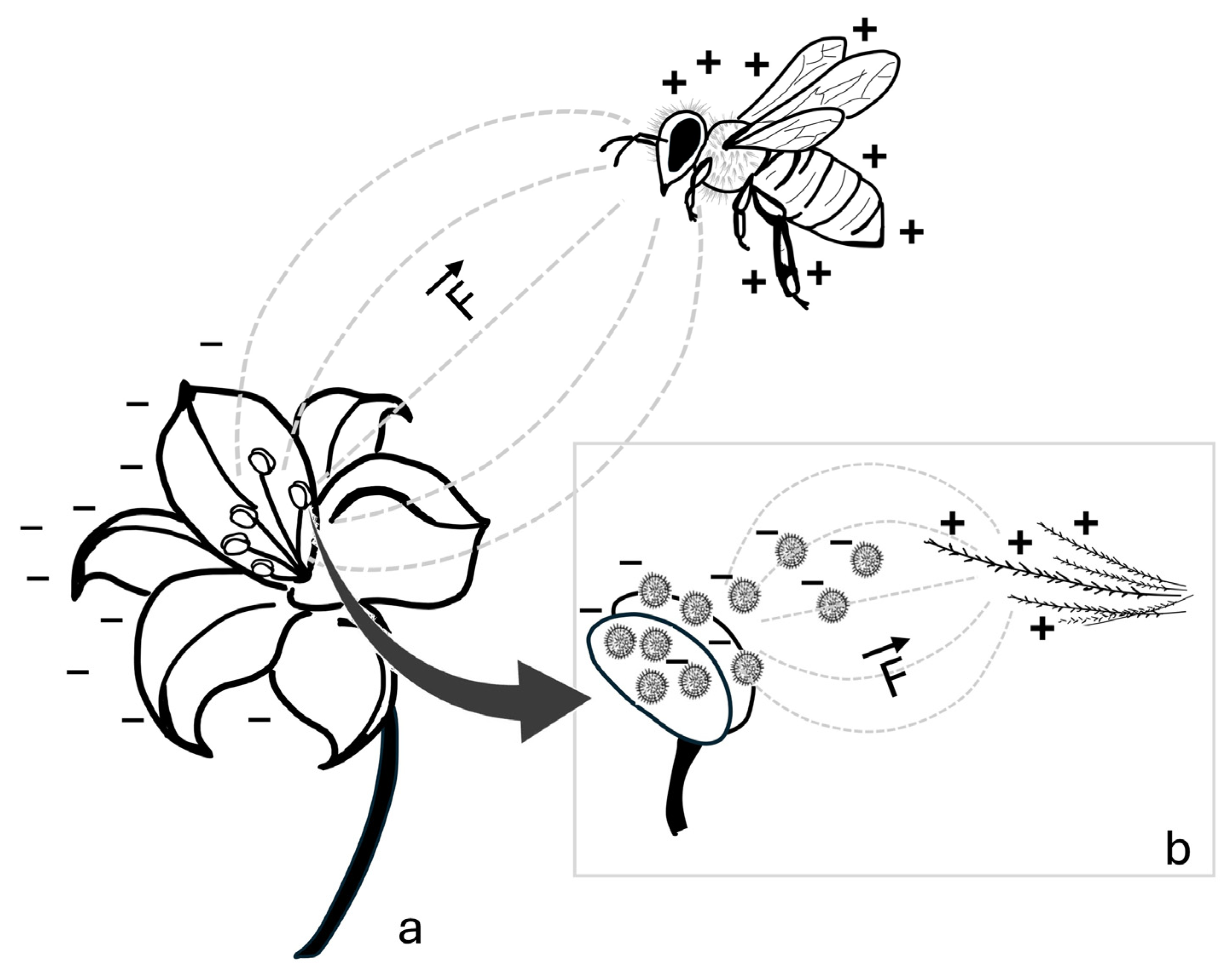 Insects 16 00373 g001