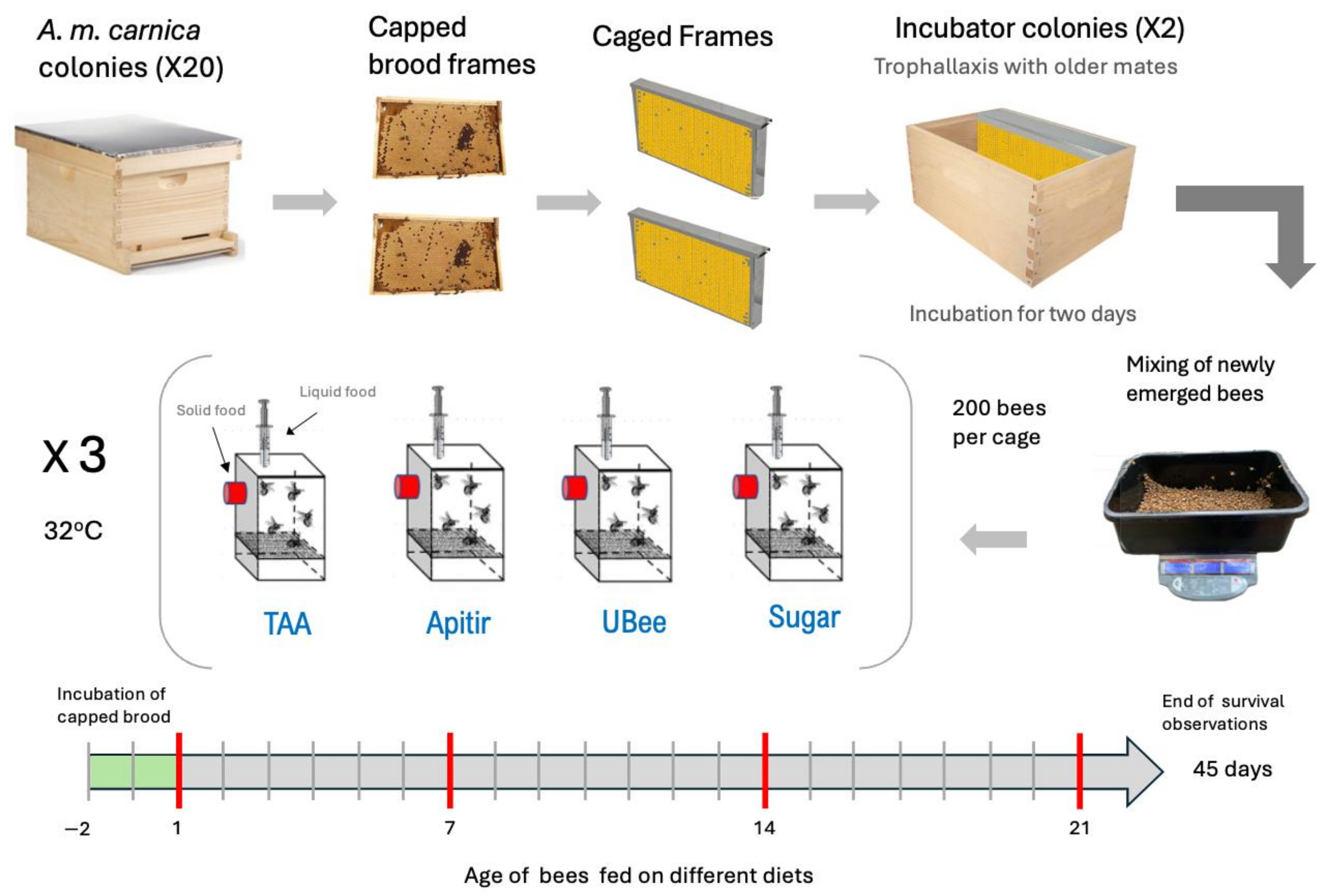 Insects 16 00375 g001