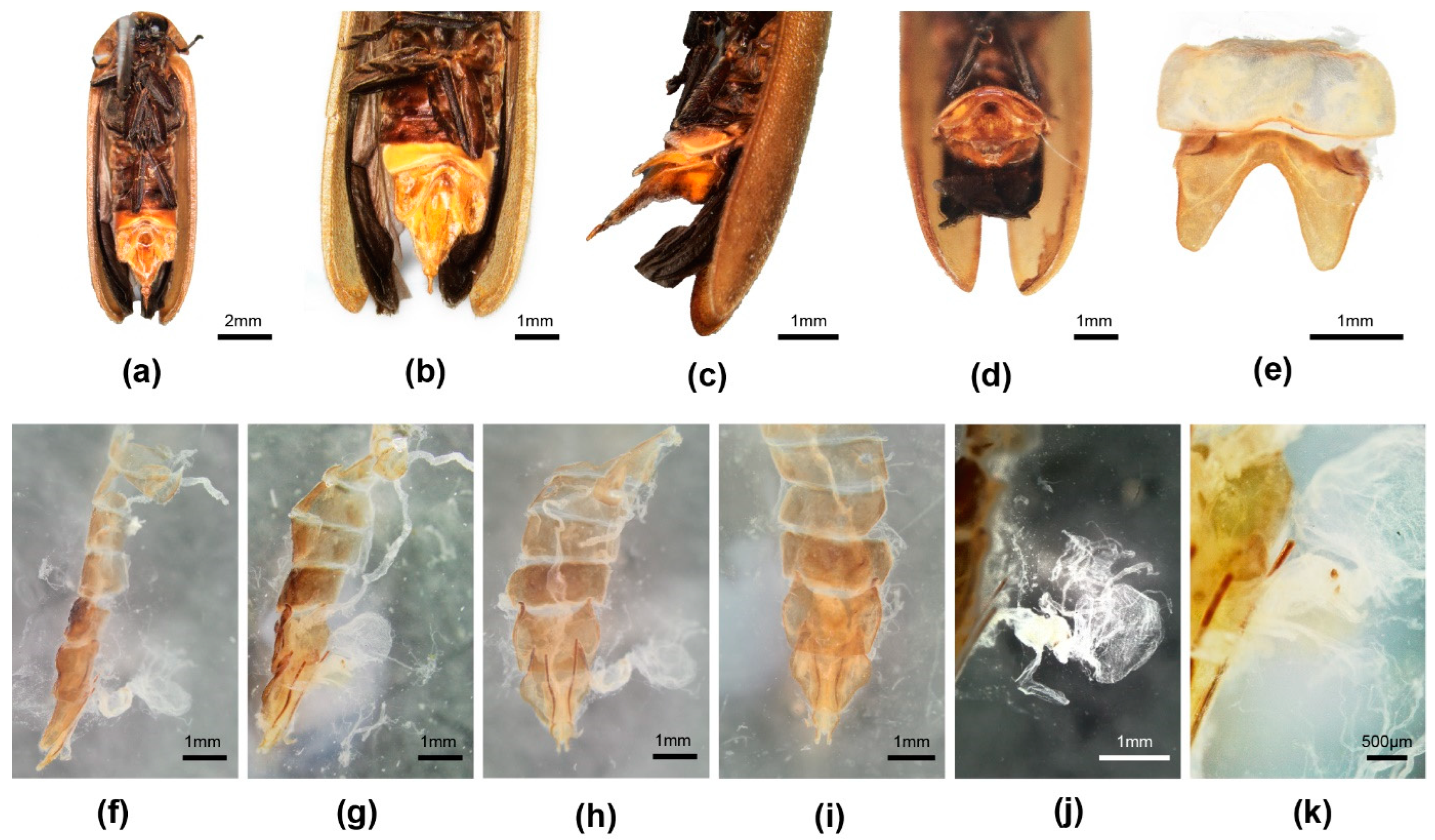 Insects 16 00394 g002