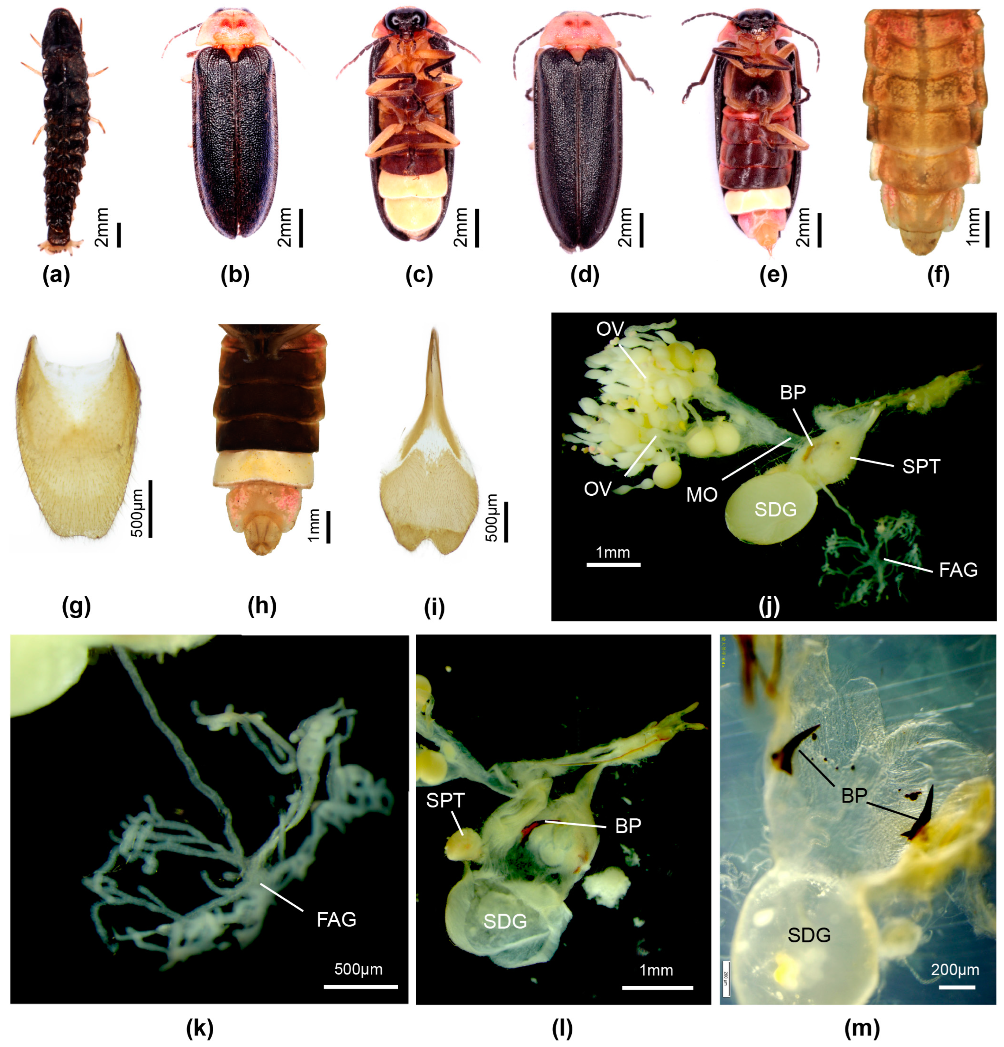 Insects 16 00394 g004