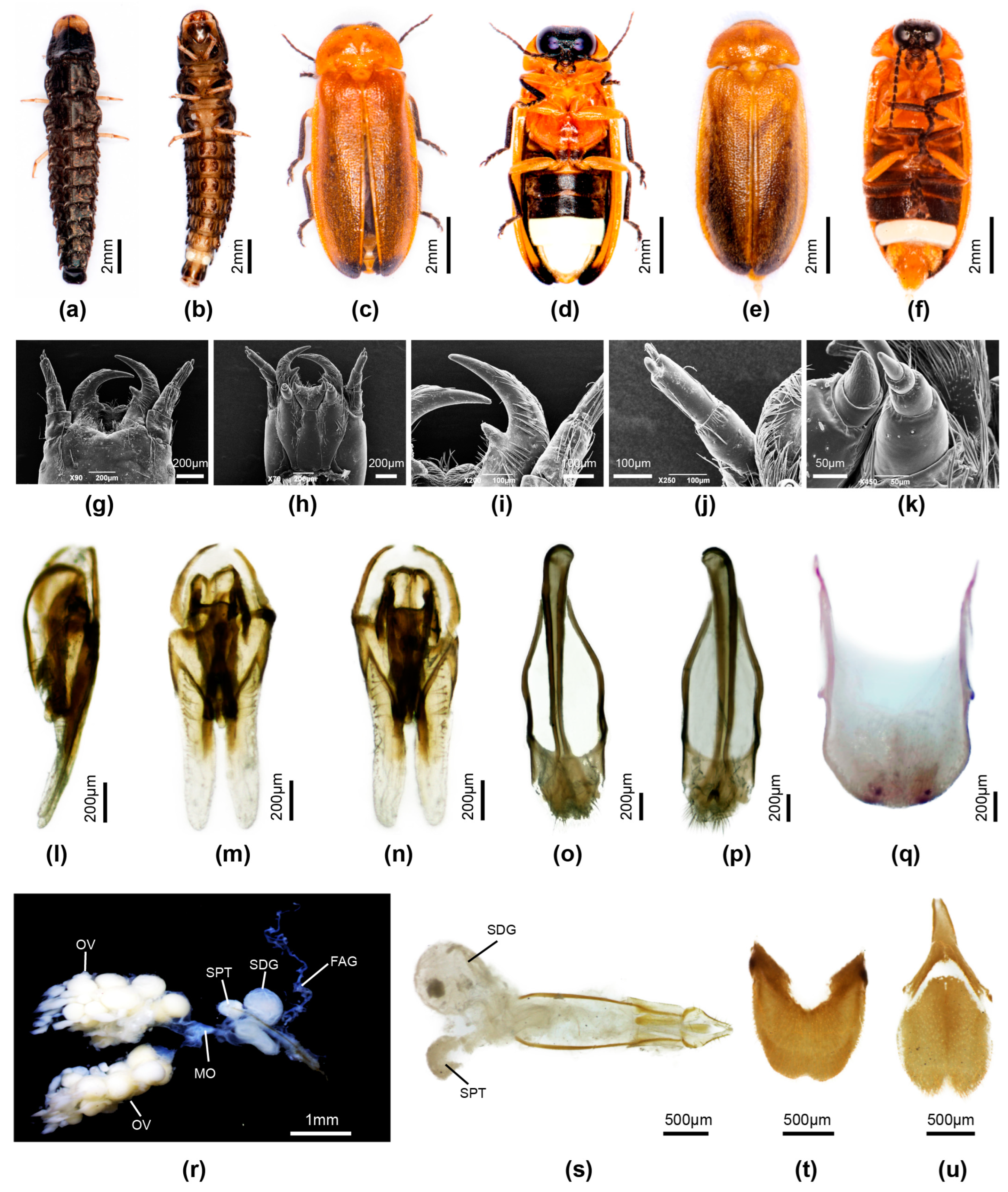 Insects 16 00394 g010