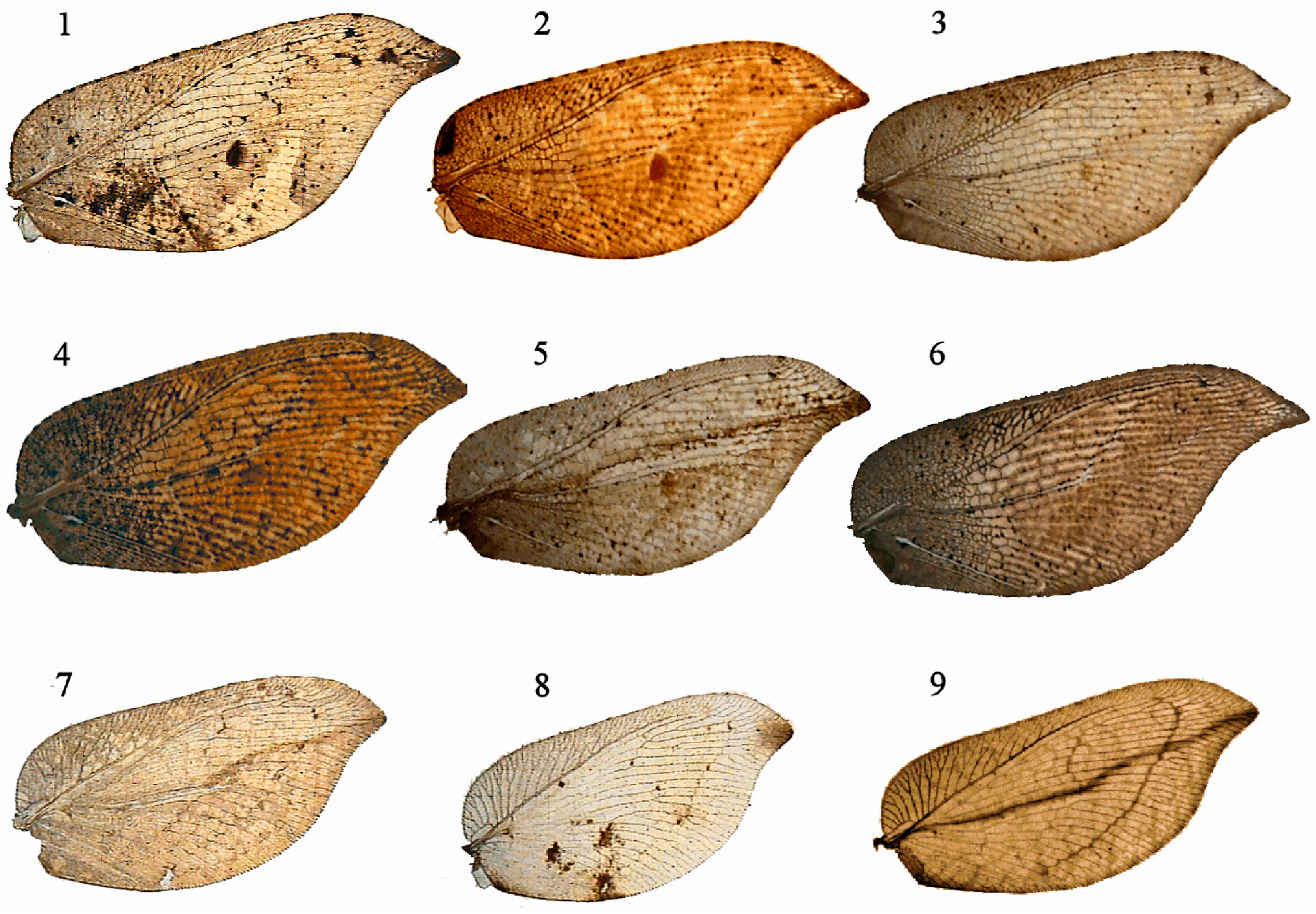 Insects 16 00401 g002