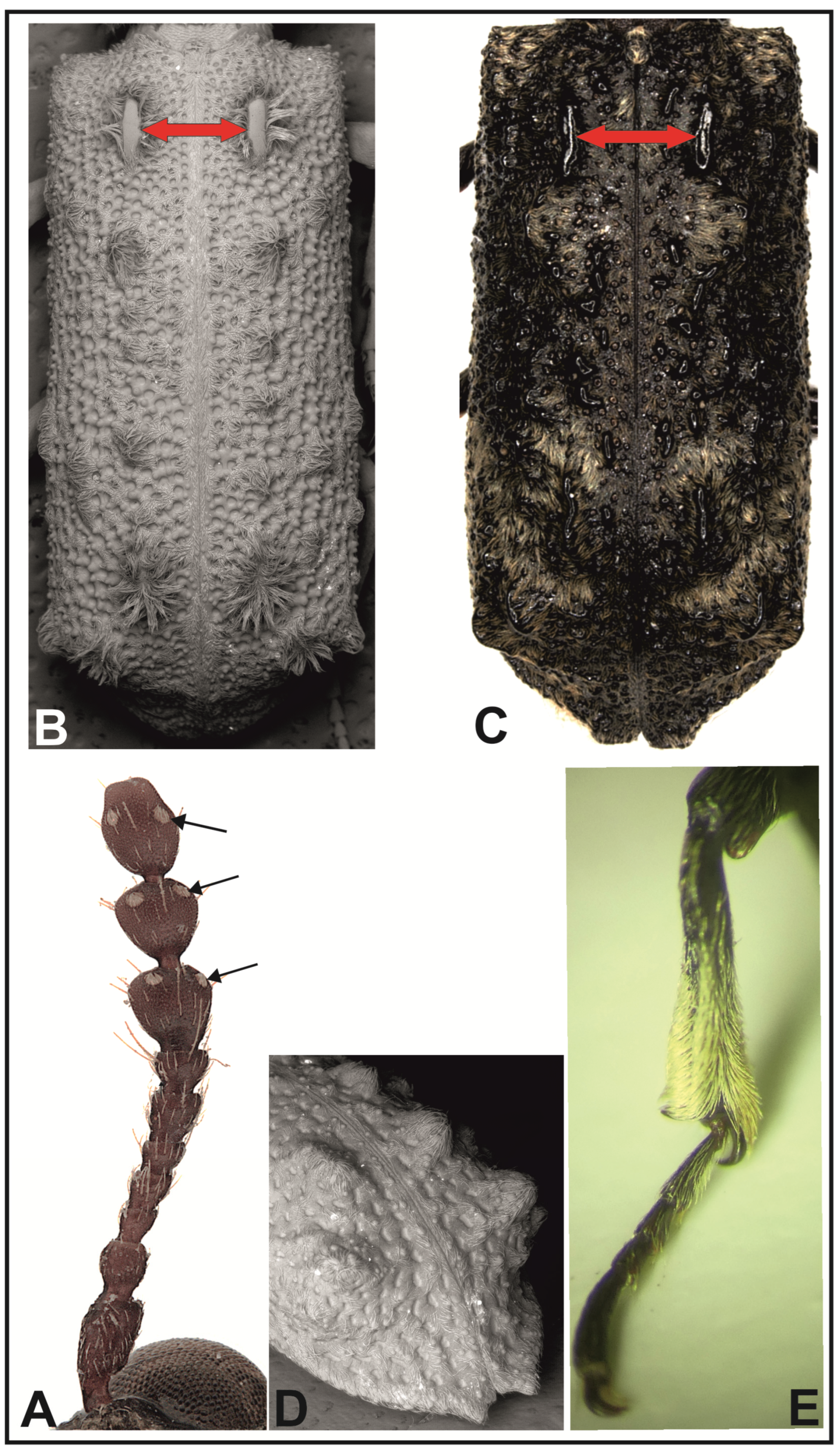 Insects 16 00411 g001 Insects 16 00411 g001