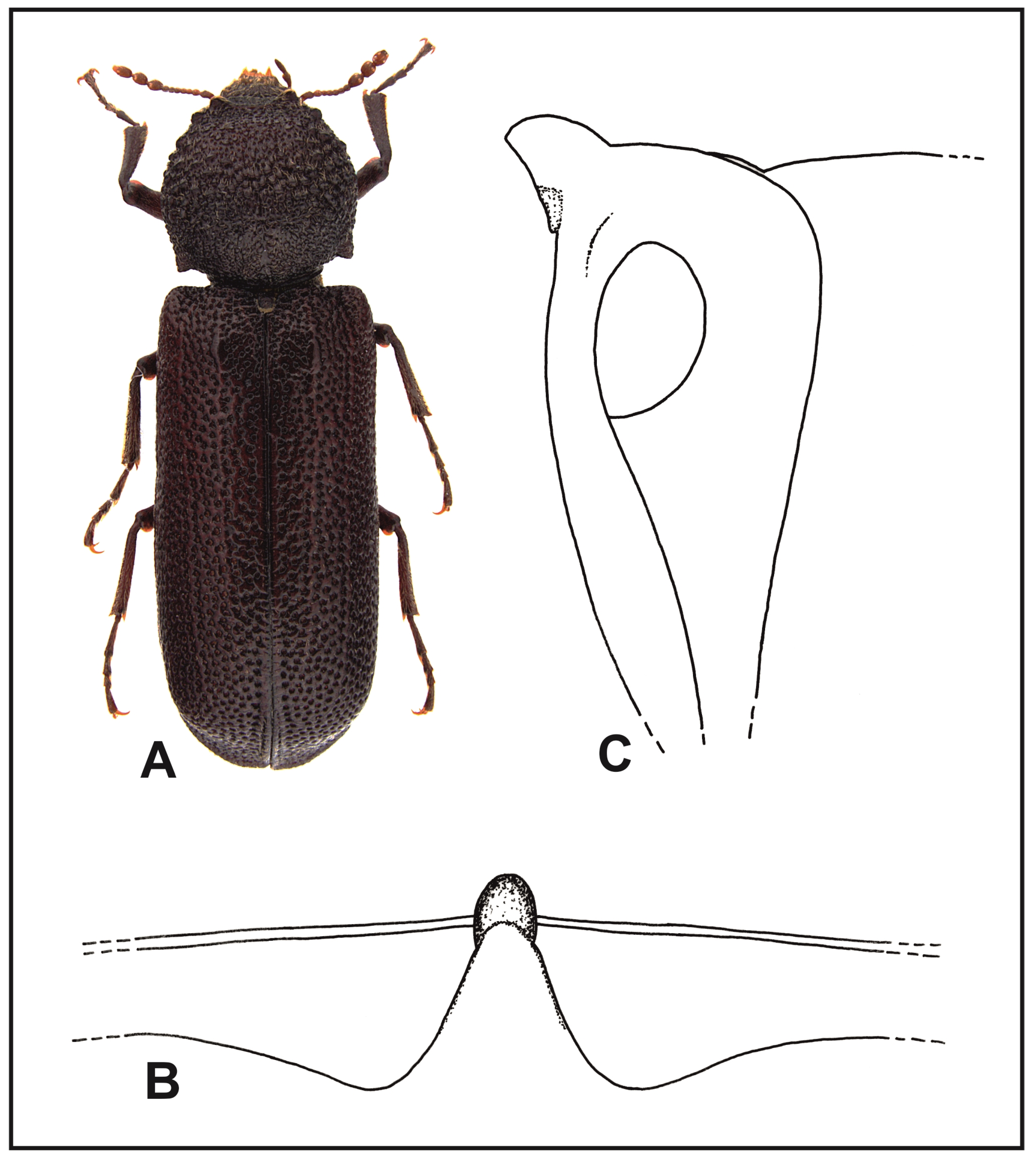 Insects 16 00411 g002 Insects 16 00411 g002