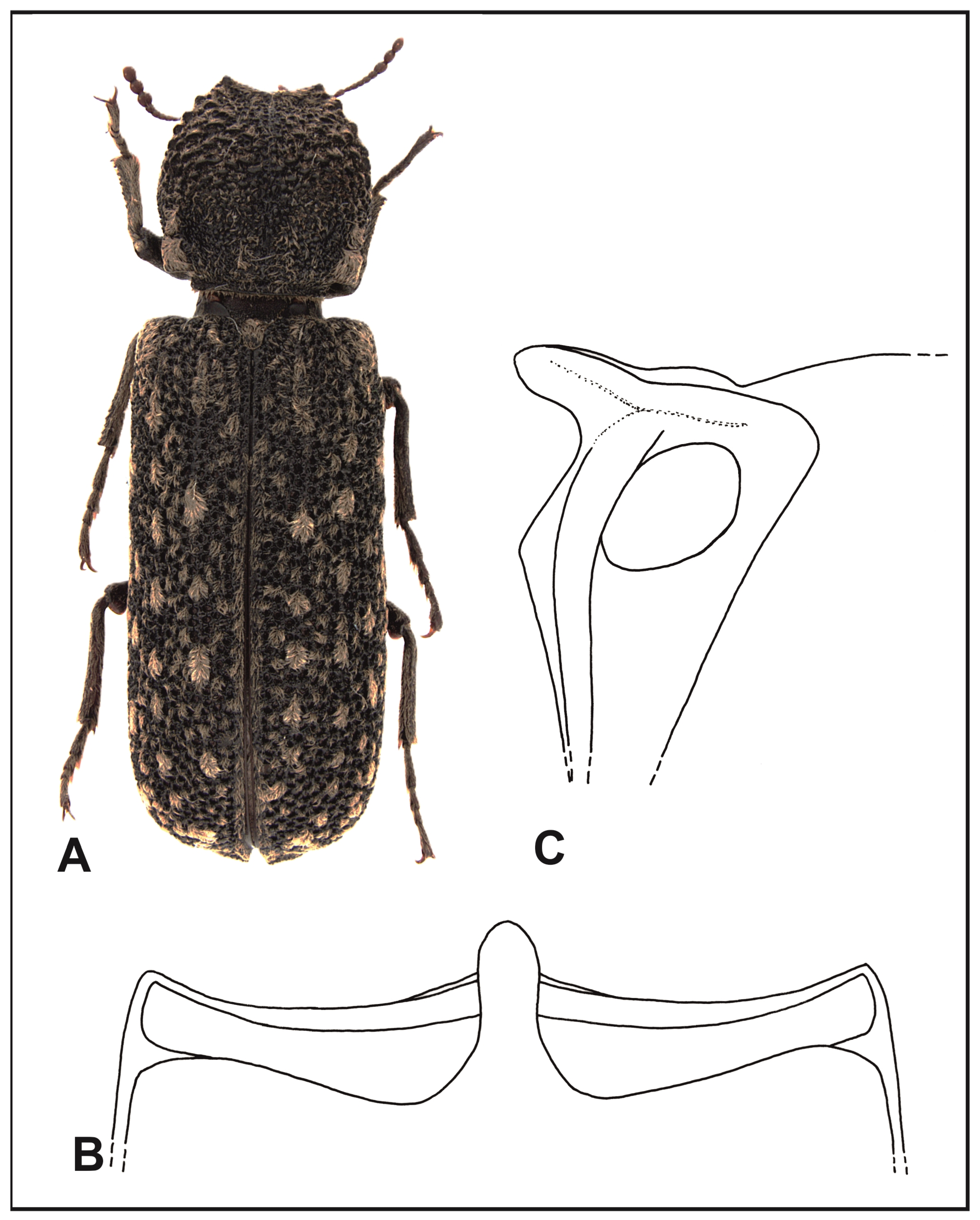 Insects 16 00411 g003 Insects 16 00411 g003