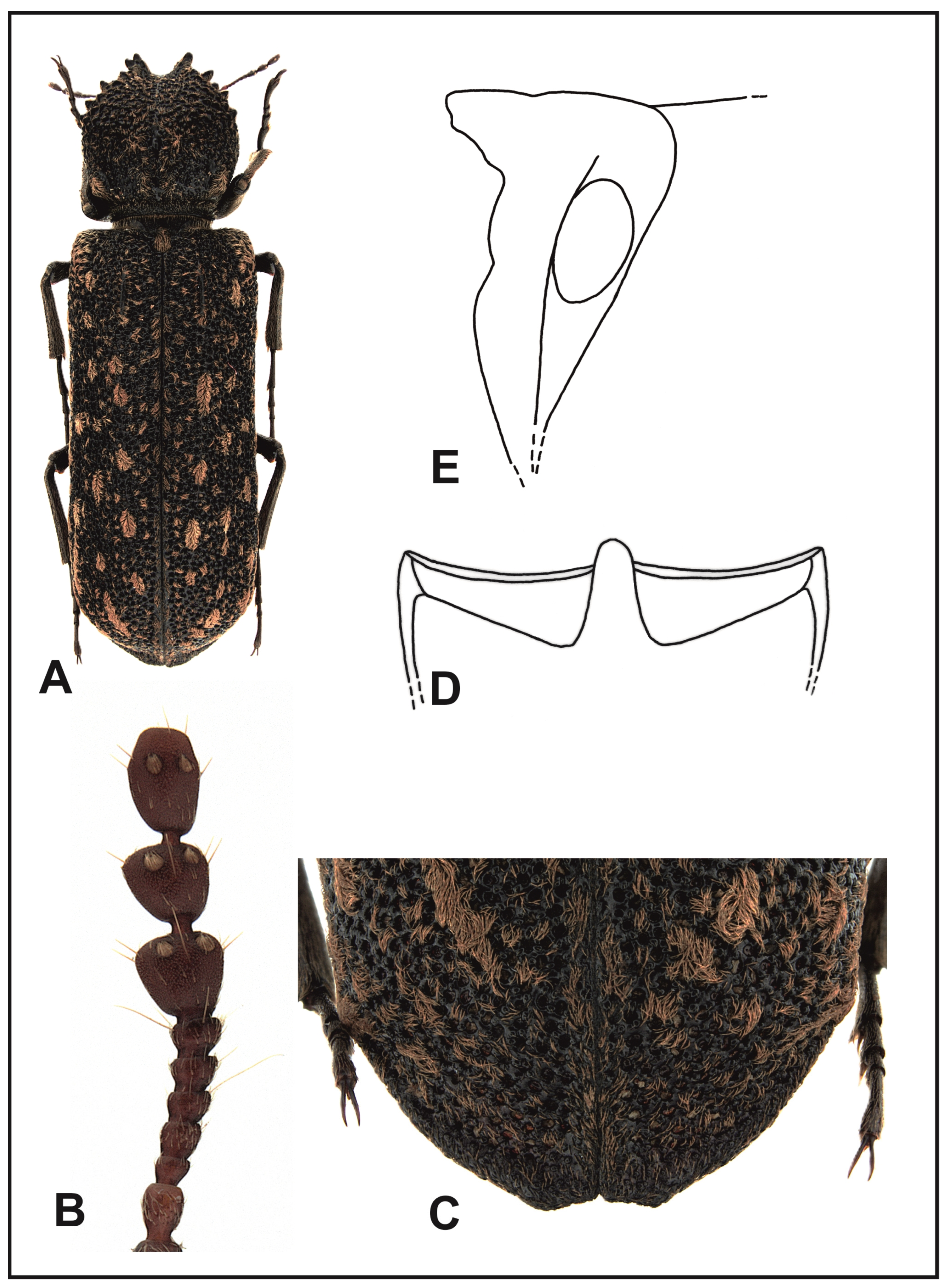 Insects 16 00411 g009 Insects 16 00411 g009