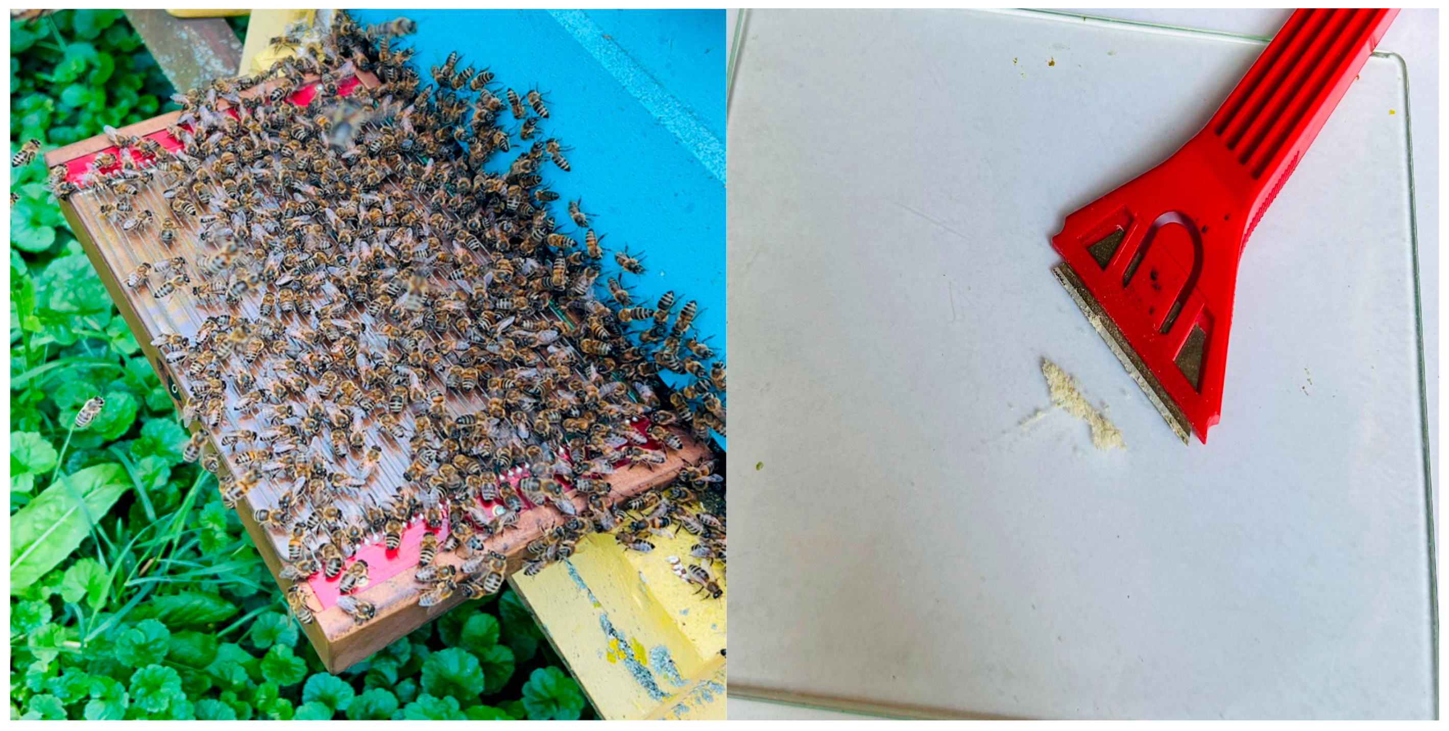 Insects 16 00423 g001 Insects 16 00423 g001