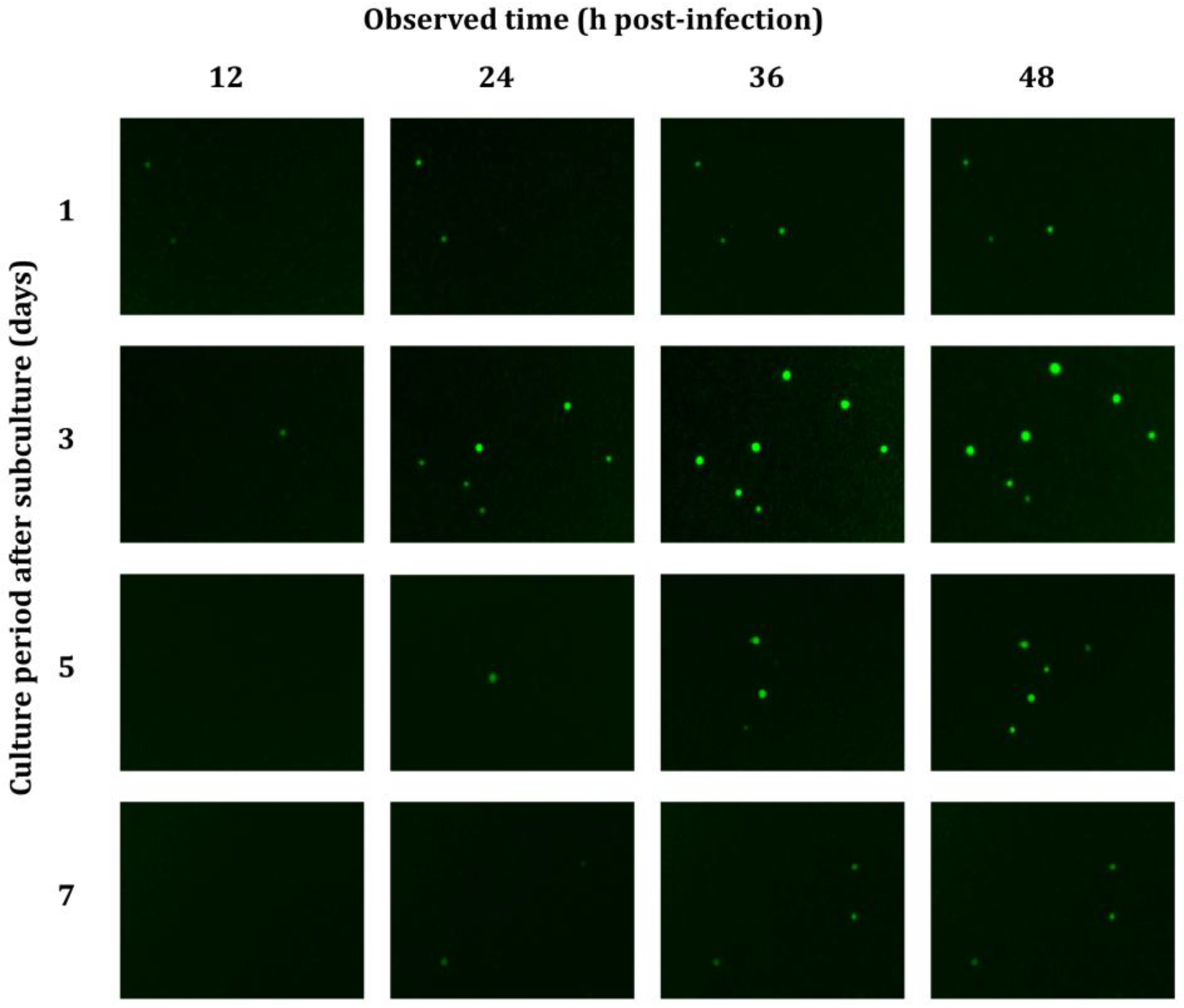 Insects 16 00426 g003
