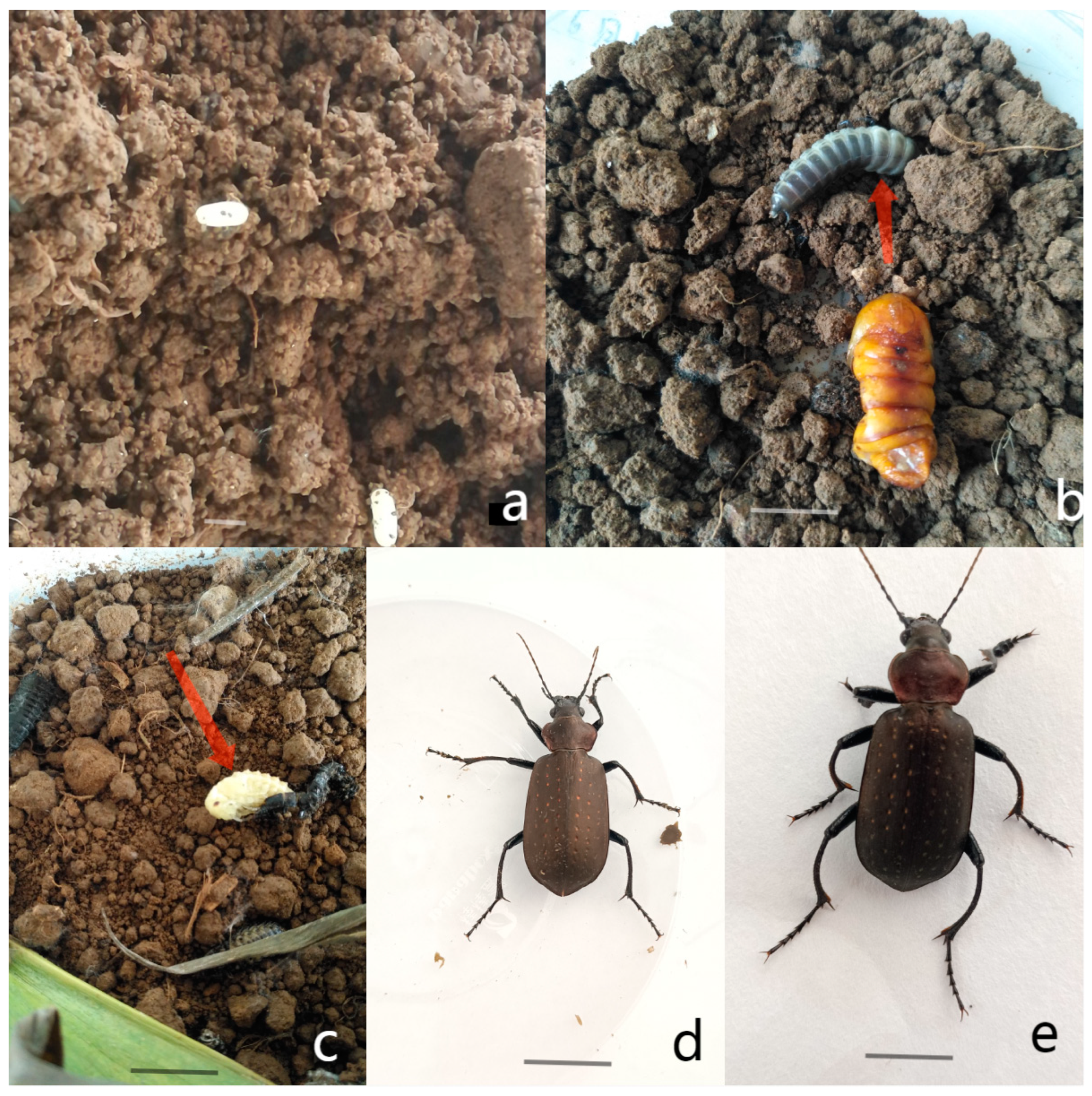 Insects 16 00437 g001