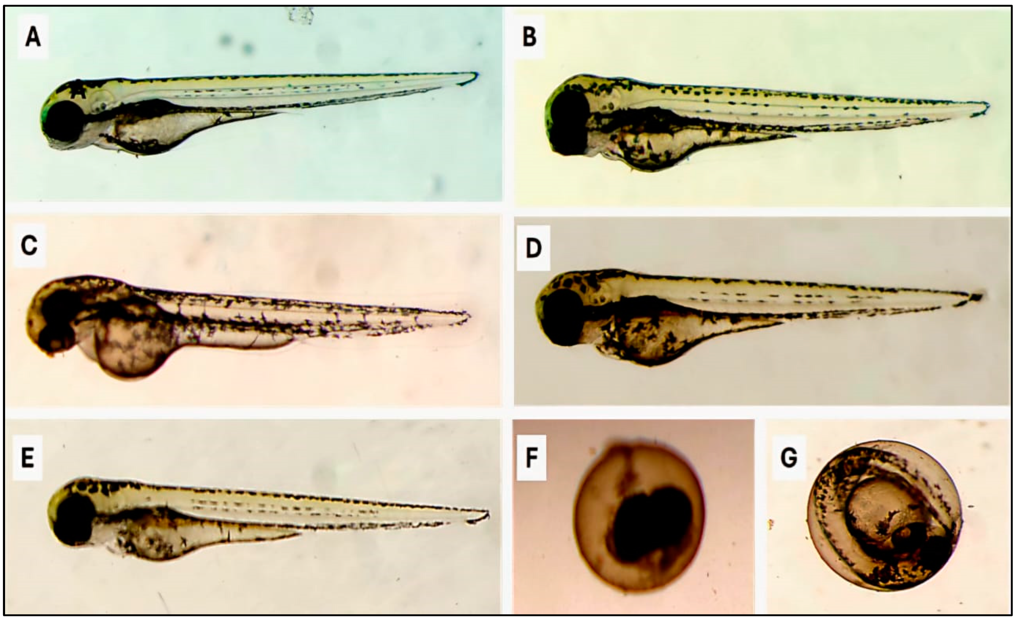 Insects 16 00448 g006