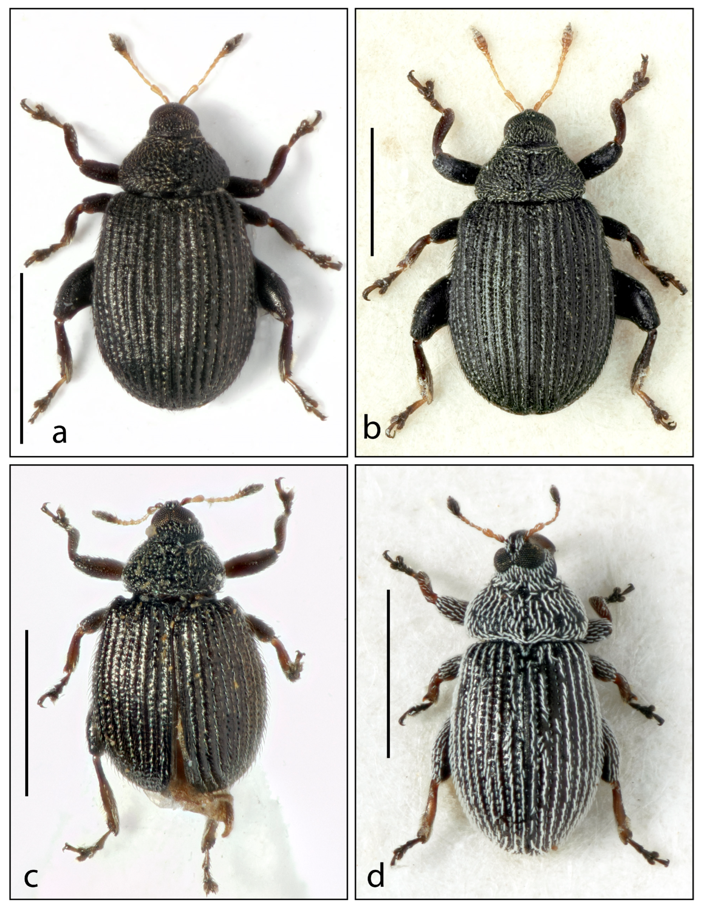 Insects 16 00454 g003