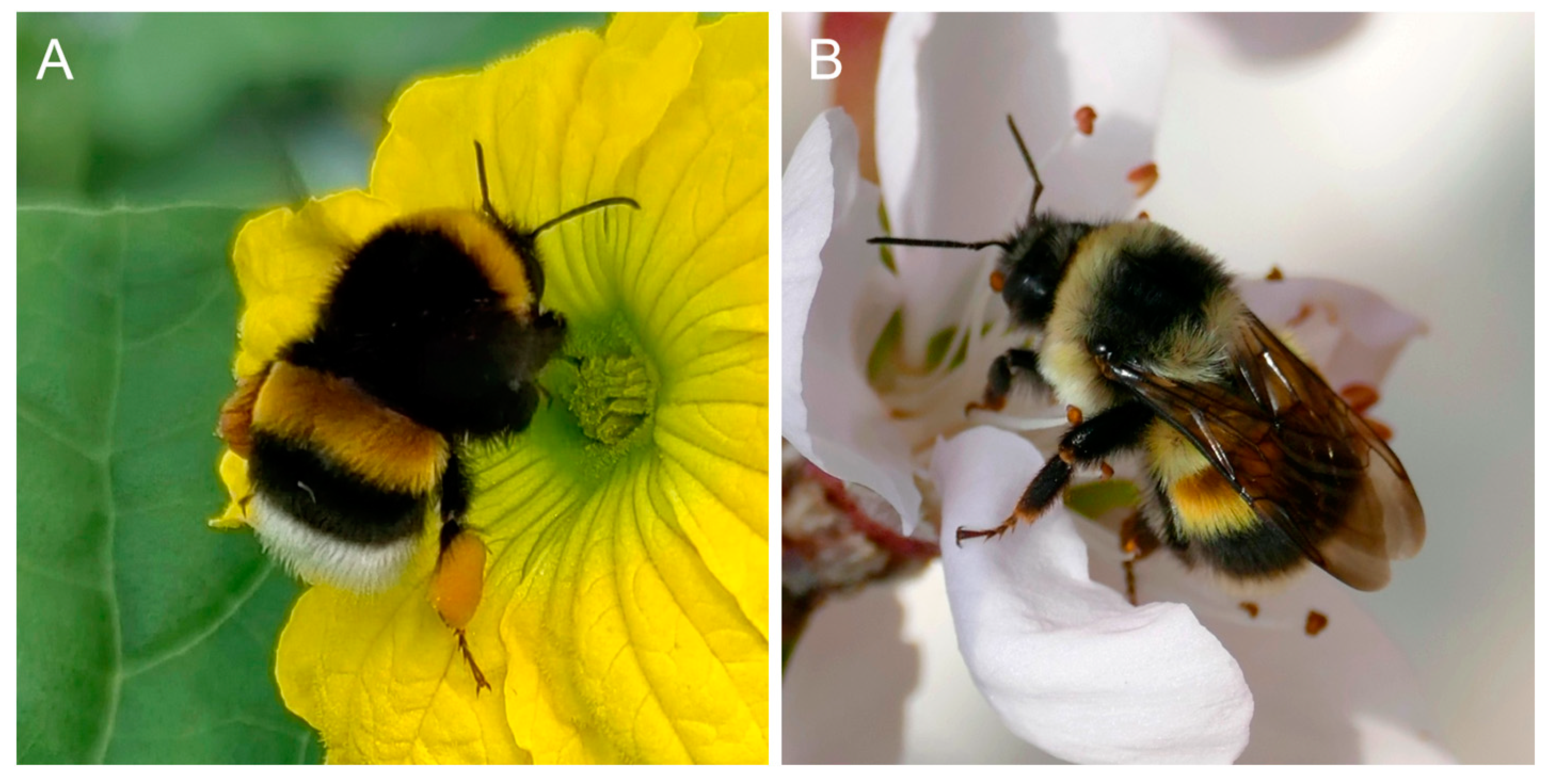 Insects 16 00455 g001 Insects 16 00455 g001