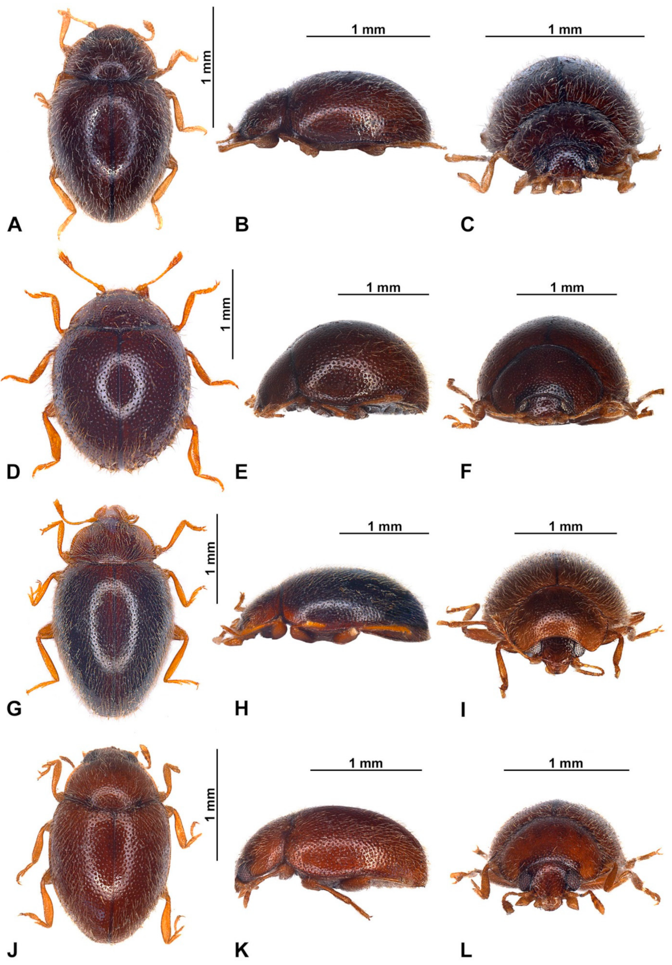 Insects 16 00456 g002