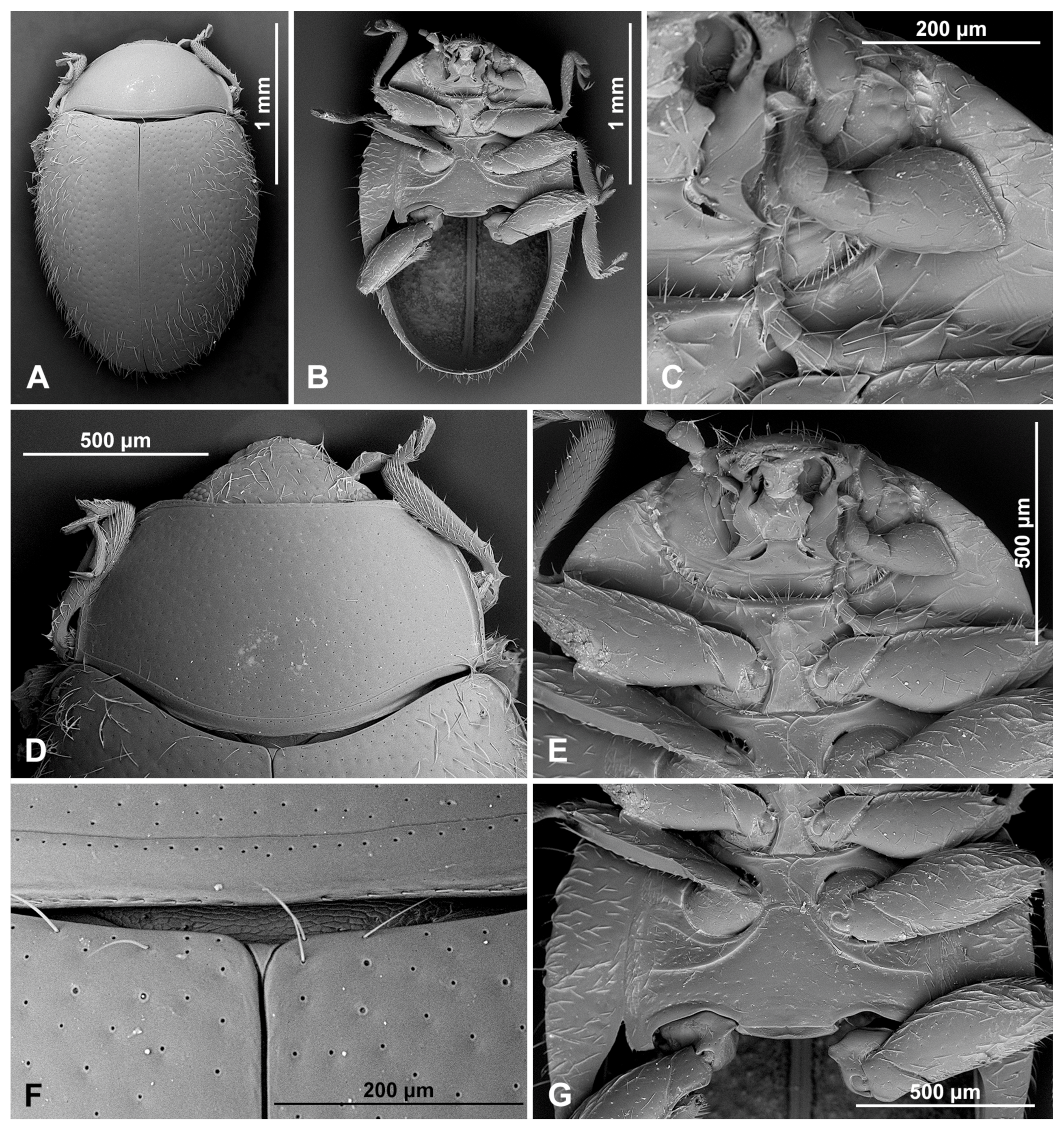 Insects 16 00456 g013