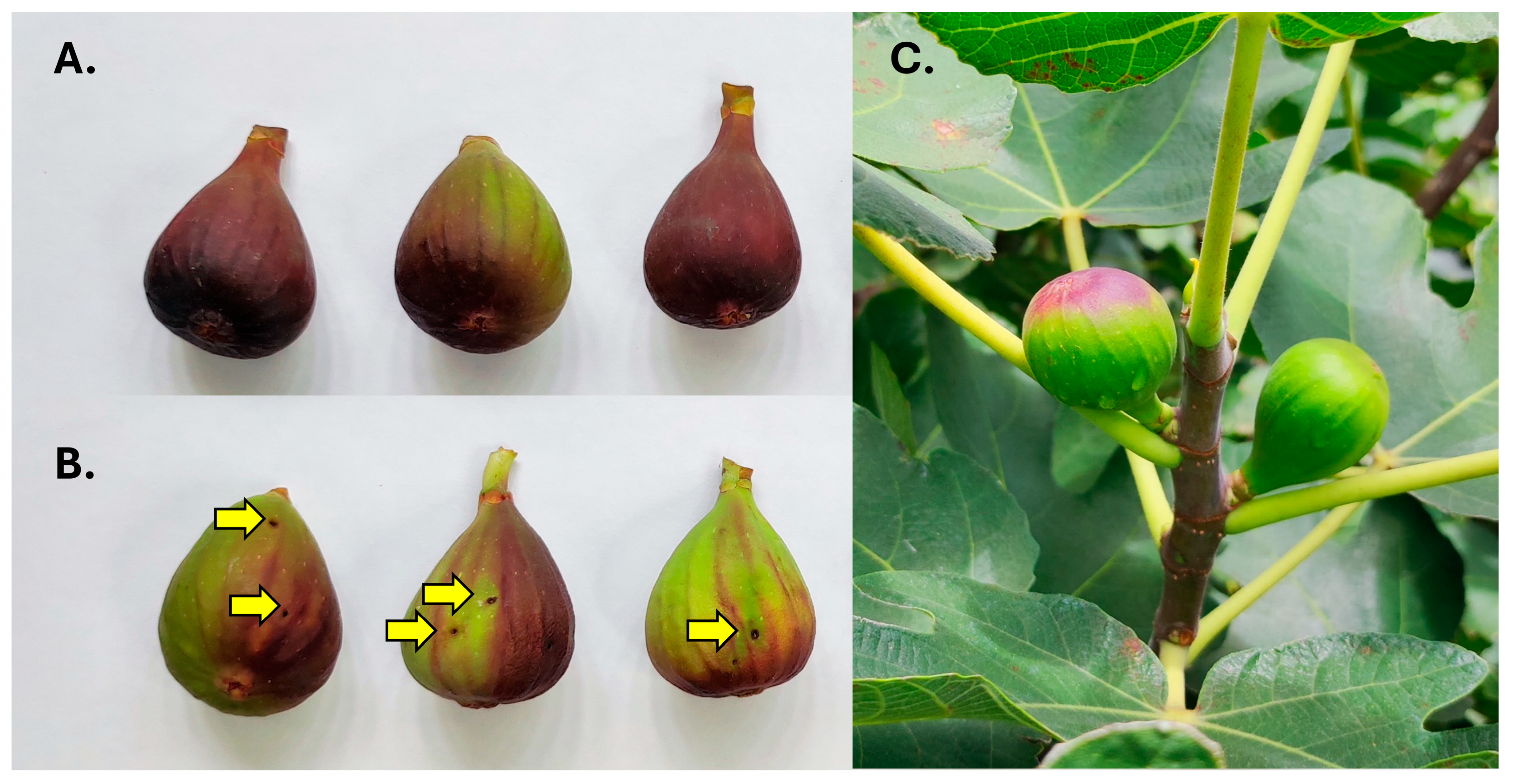 Insects 16 00458 g002 Insects 16 00458 g002