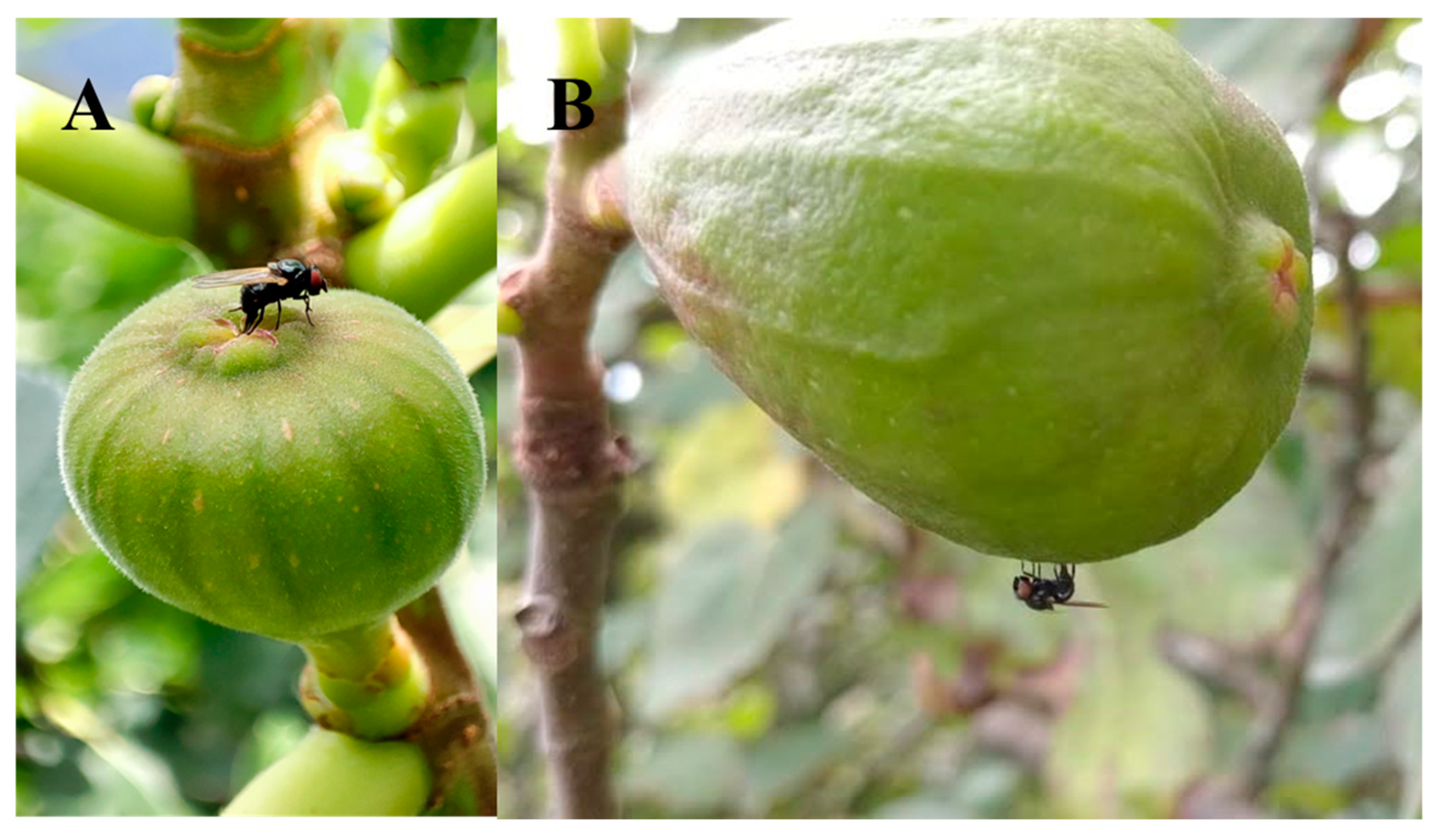 Insects 16 00458 g003 Insects 16 00458 g003