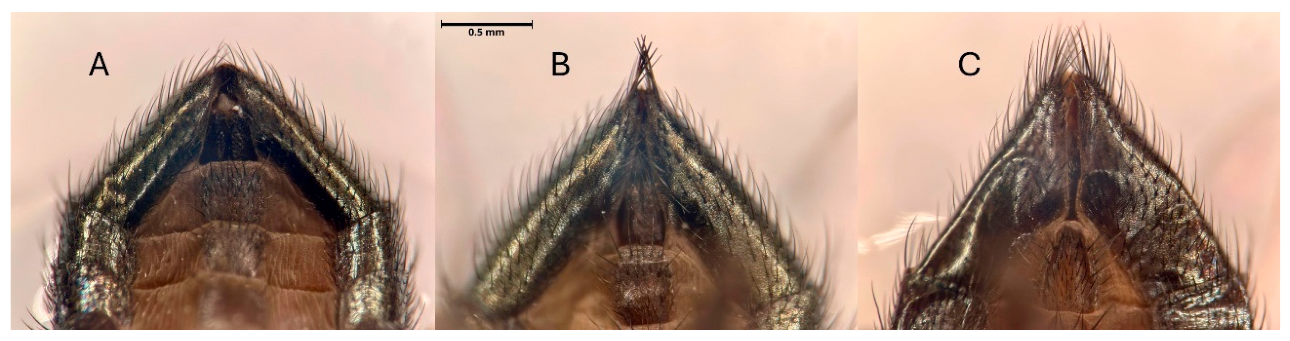 Insects 16 00458 g006 Insects 16 00458 g006