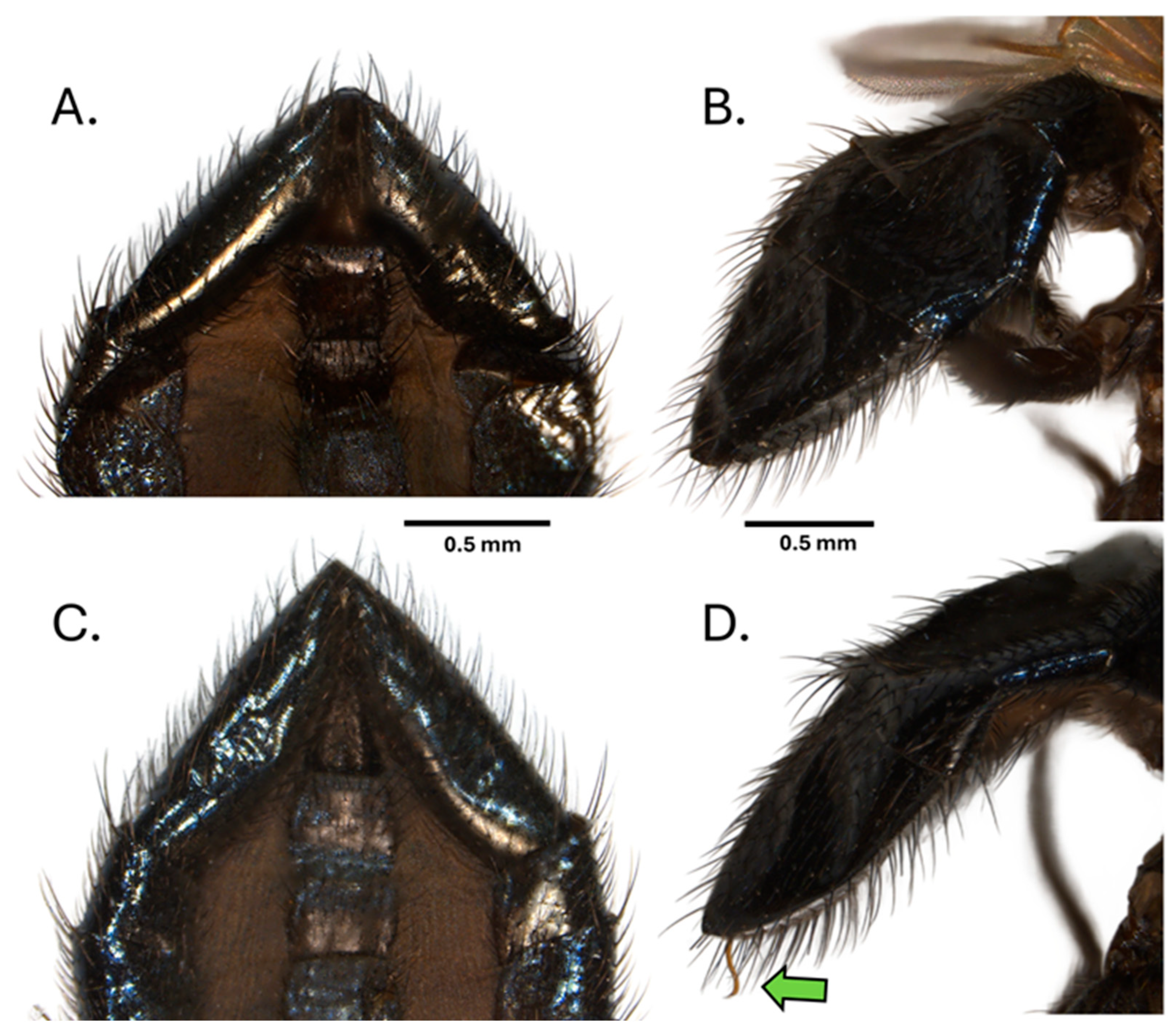 Insects 16 00458 g007 Insects 16 00458 g007
