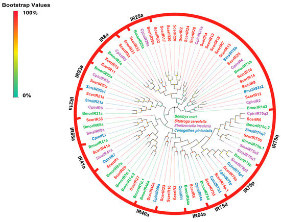 Deciphering the Olfactory Mechanisms of Sitotroga cerealella
