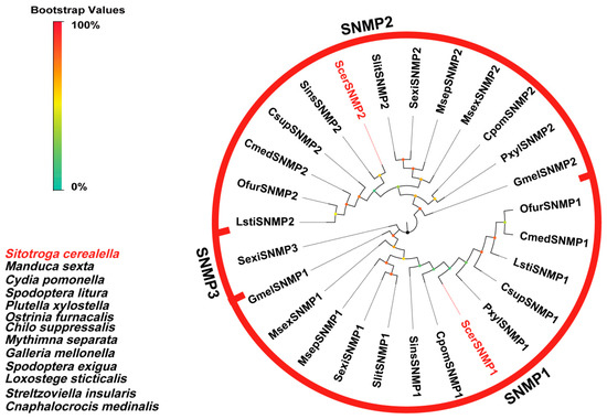 Deciphering the Olfactory Mechanisms of Sitotroga cerealella