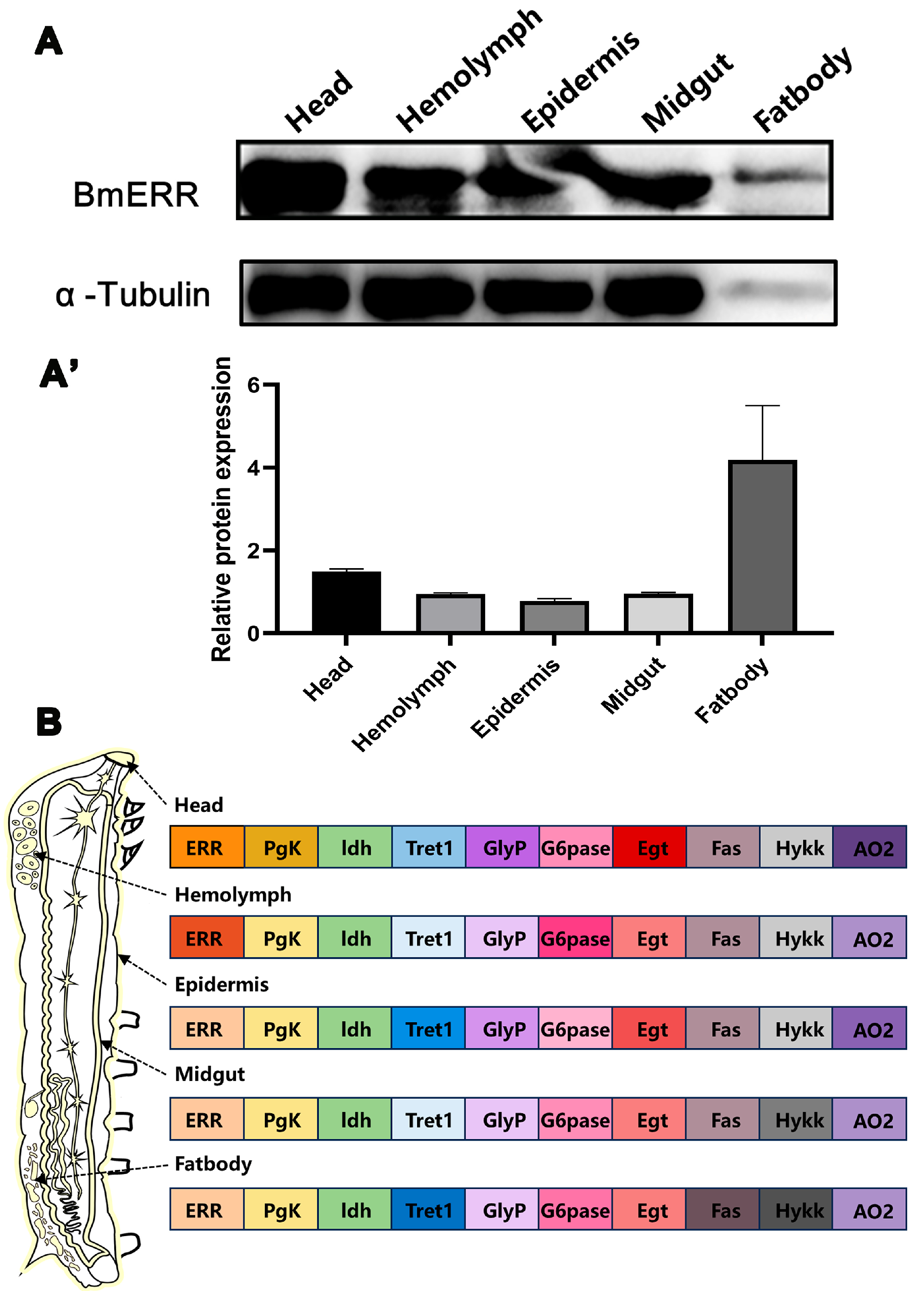 Insects 16 00469 g002 Insects 16 00469 g002