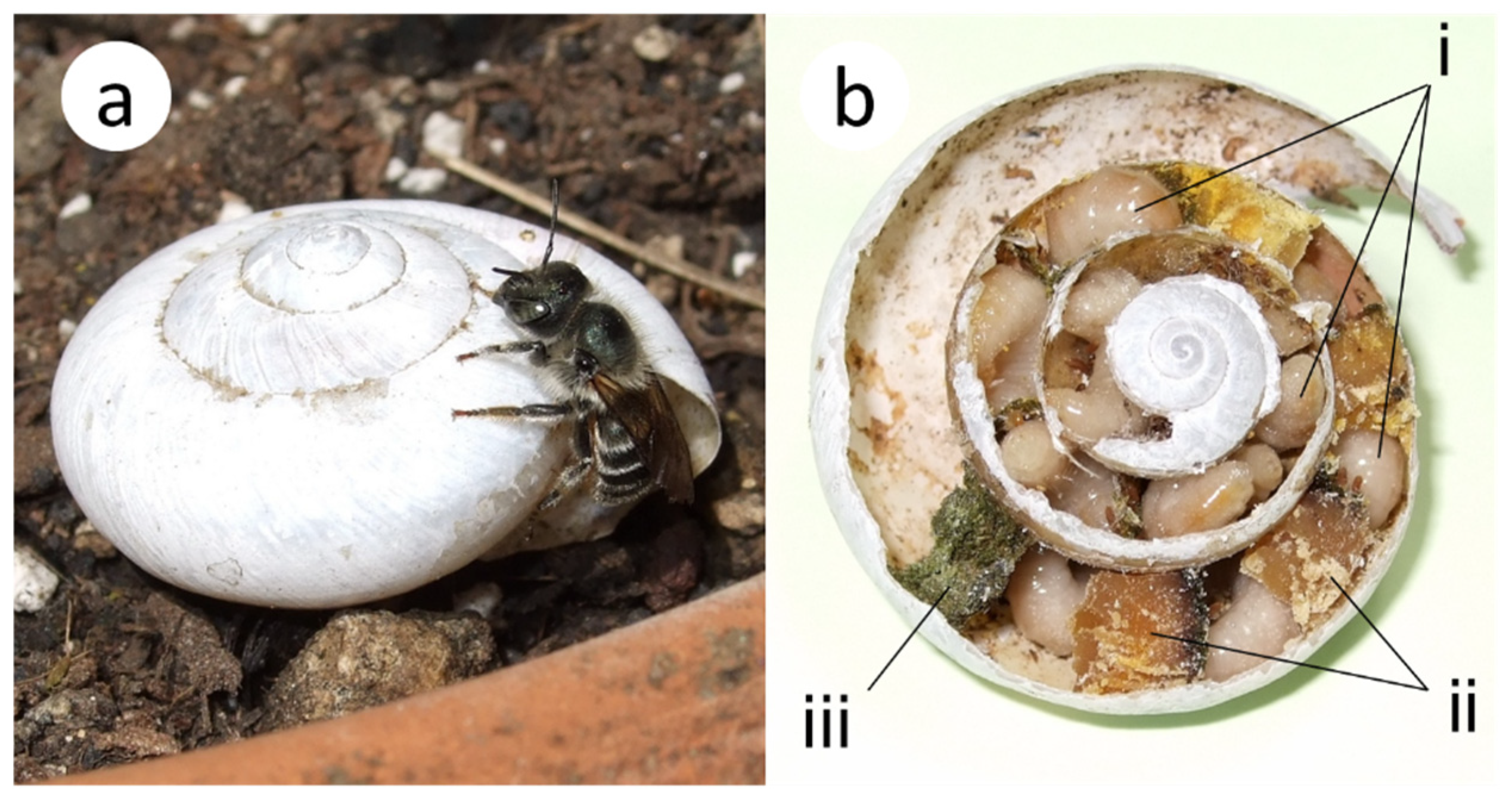 Insects 16 00473 g001