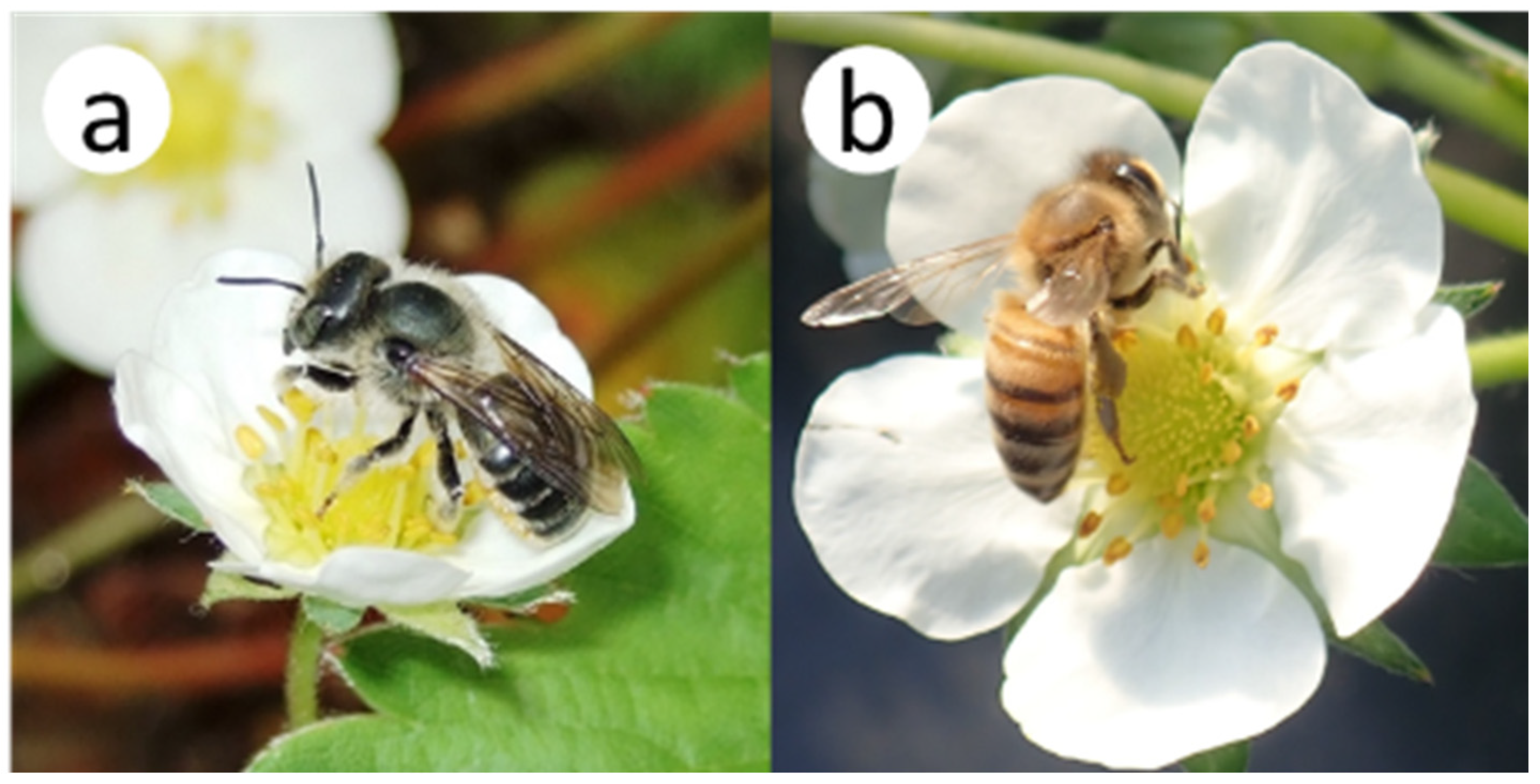 Insects 16 00473 g003