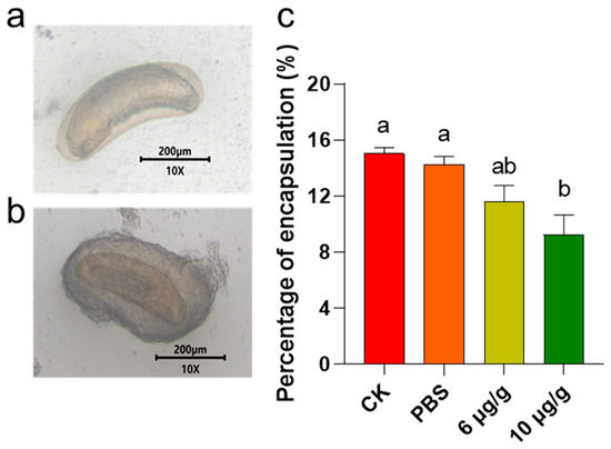 melanotic encapsulation Enhancing the Survival of Ichneumonid Parasitoid Campoletis chlorideae  (Hymenoptera: Ichneumonidae) by Utilizing Haserpin-e Protein to Effectively  Manage Lepidopteran Pests