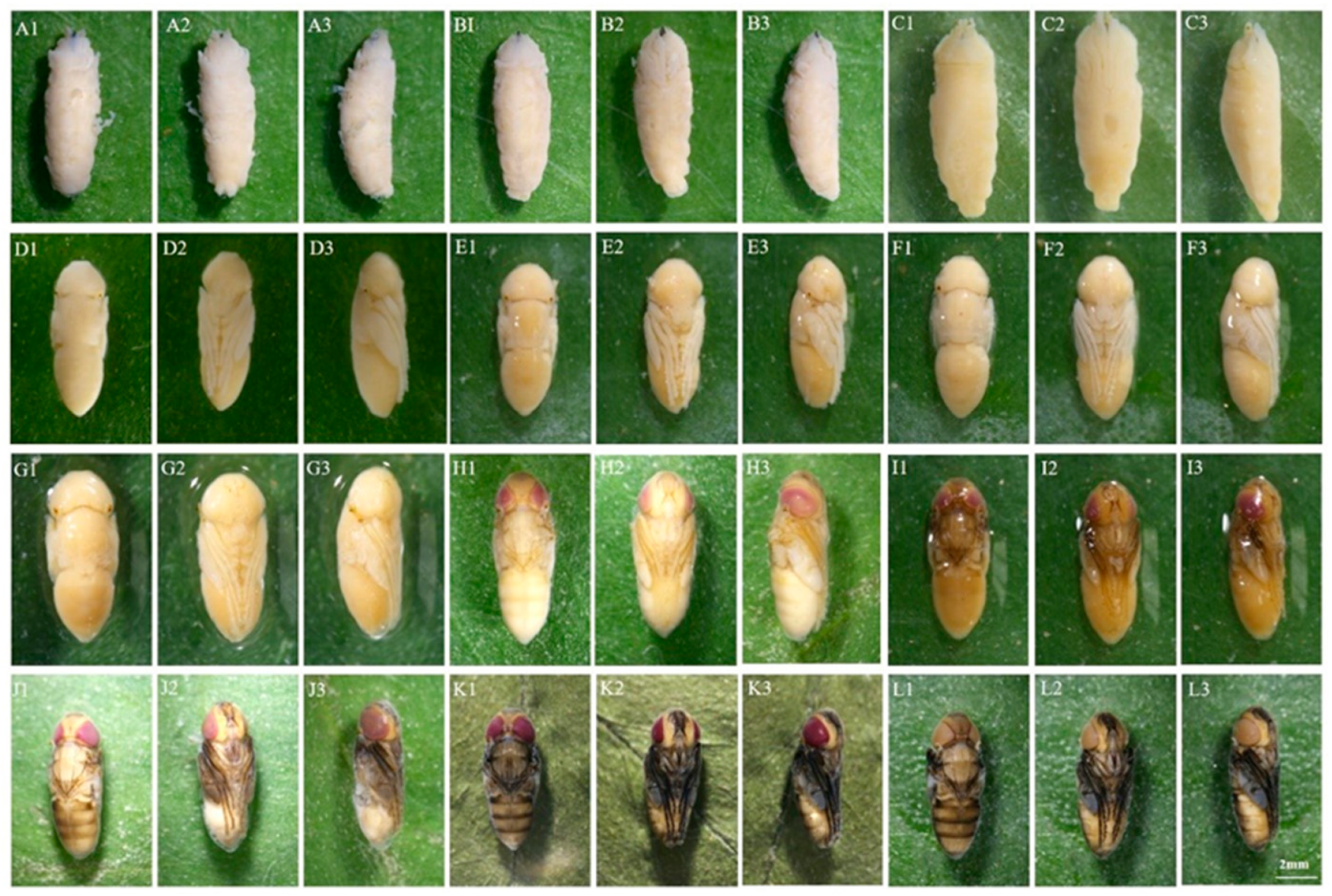 Insects 16 00480 g003