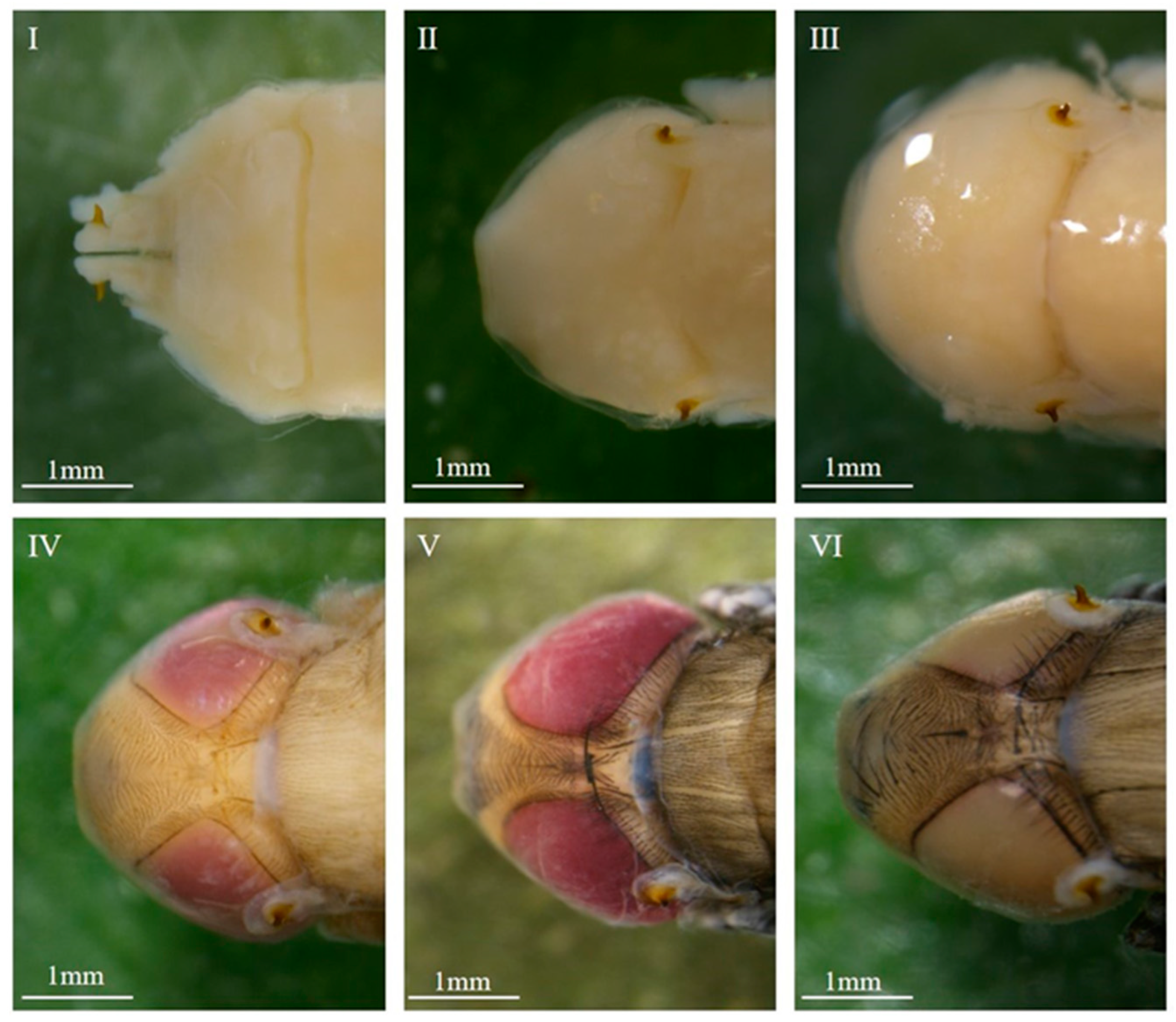 Insects 16 00480 g004