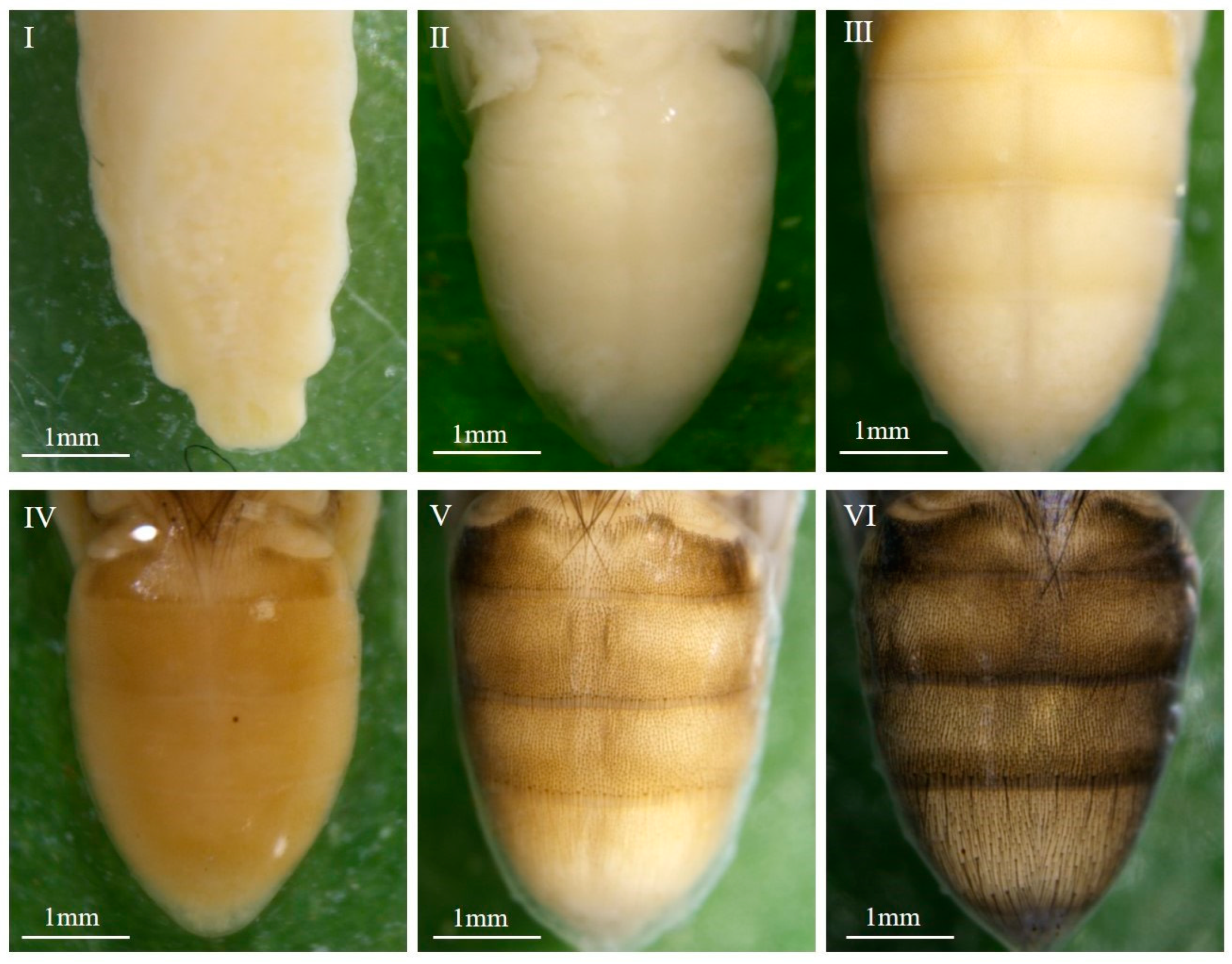 Insects 16 00480 g005