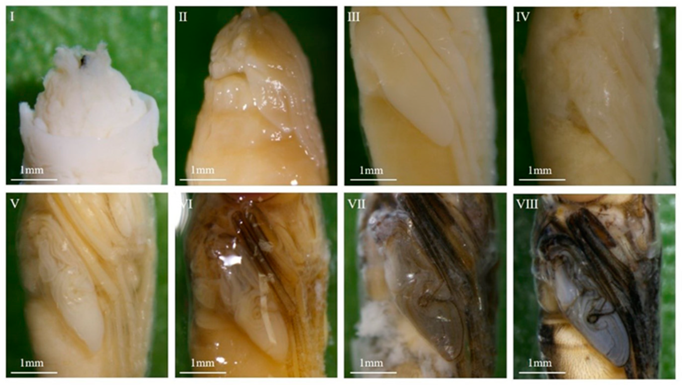 Insects 16 00480 g009