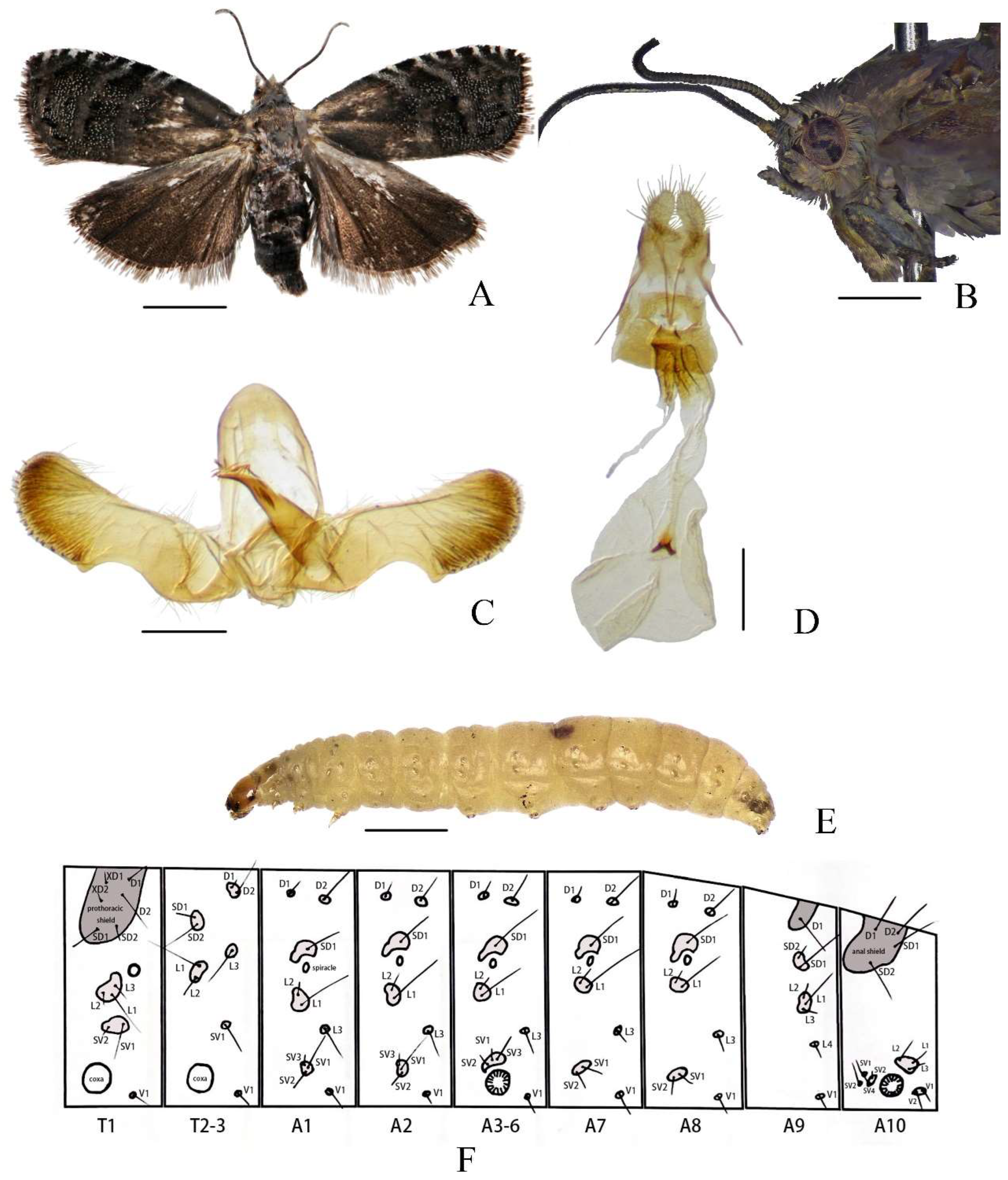 Insects 16 00485 g001