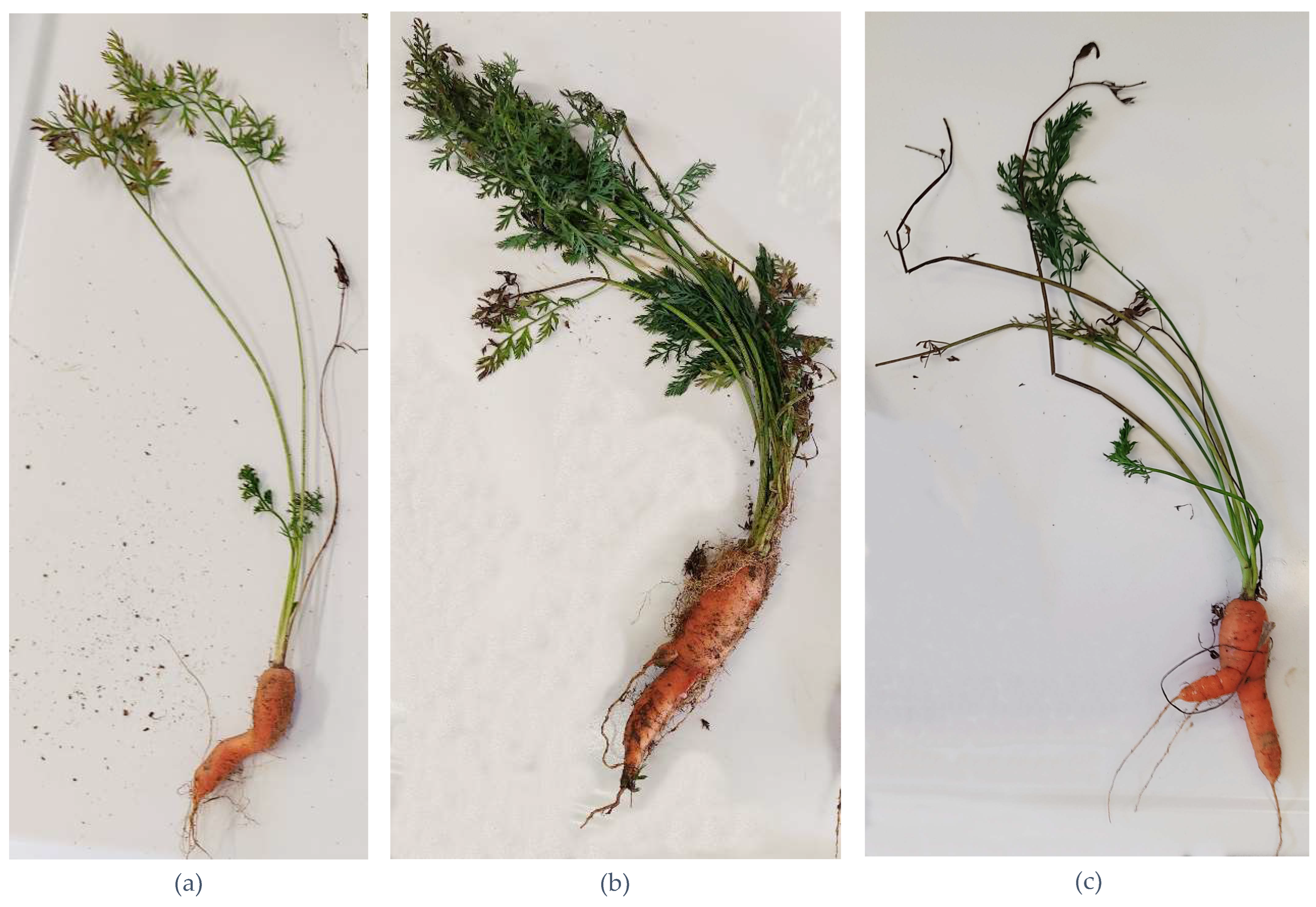 Insects 16 00499 g002