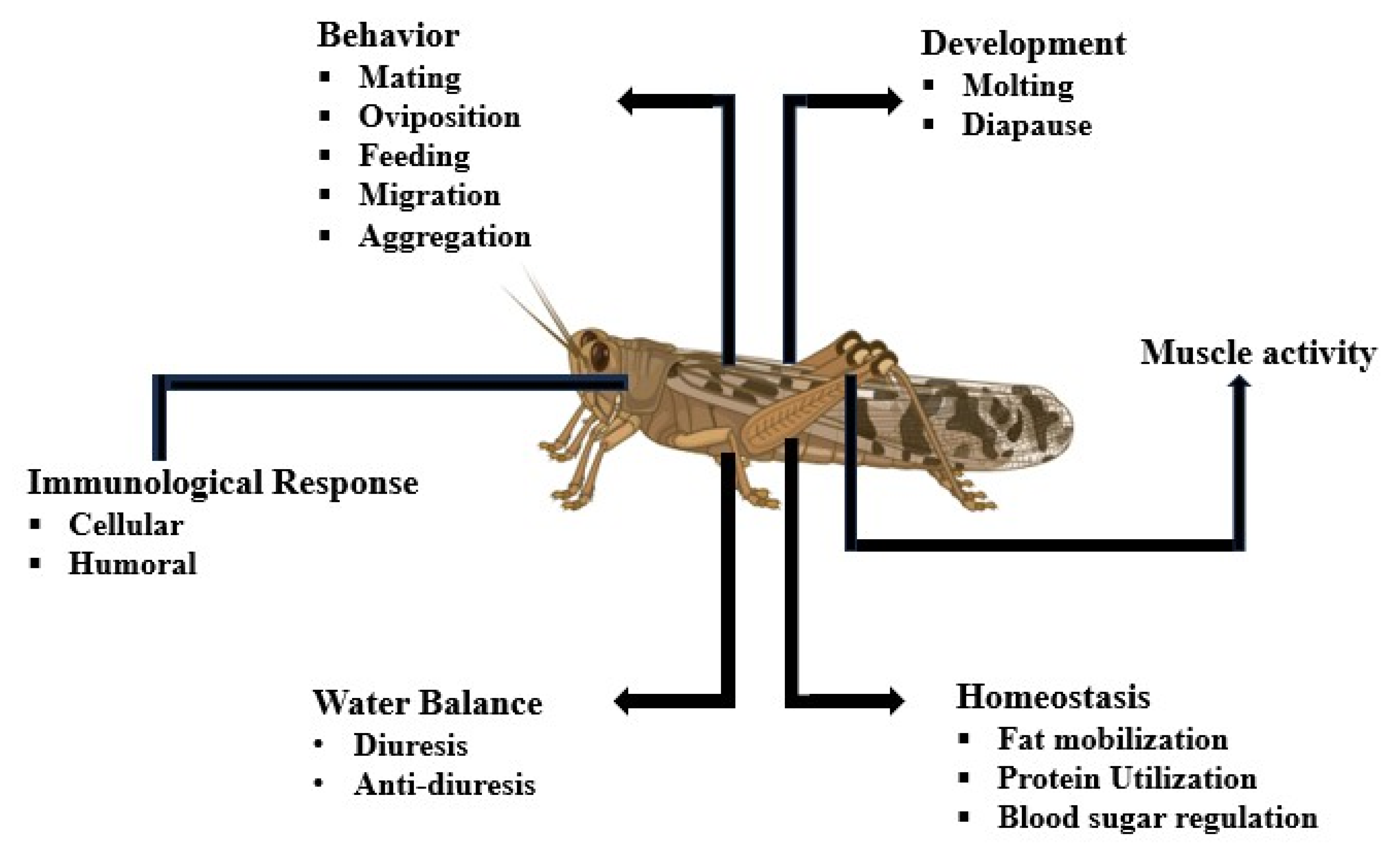 Insect Mating Behaviors: A Review of the Regulatory Role of