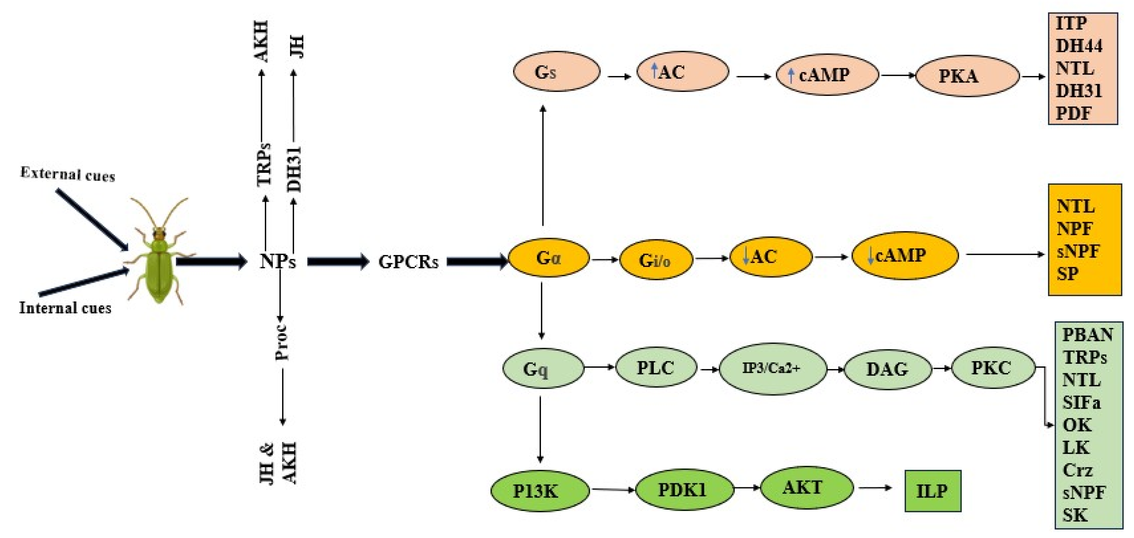 Insects 16 00506 g004 Insects 16 00506 g004