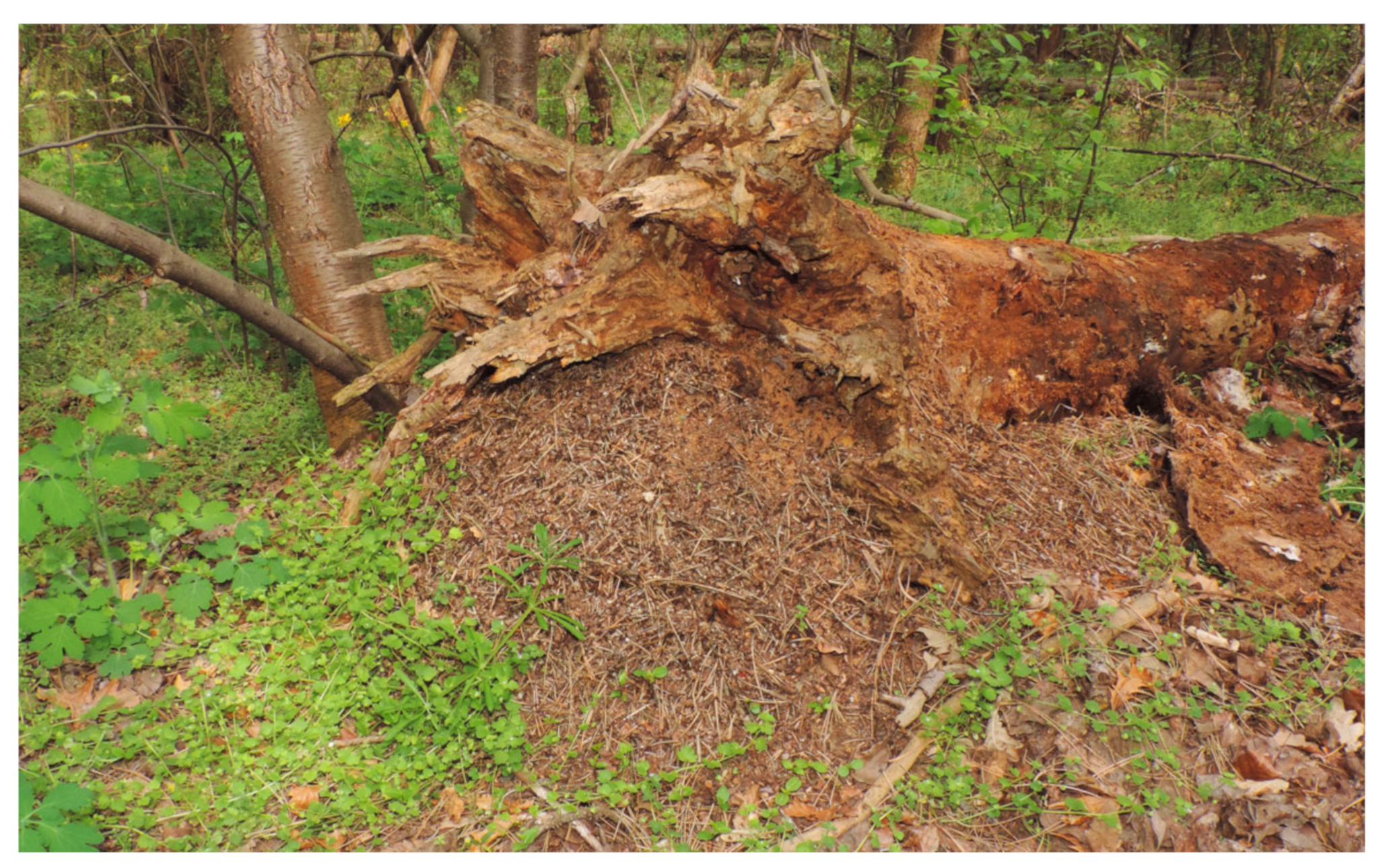 Insects 16 00518 g001 Insects 16 00518 g001