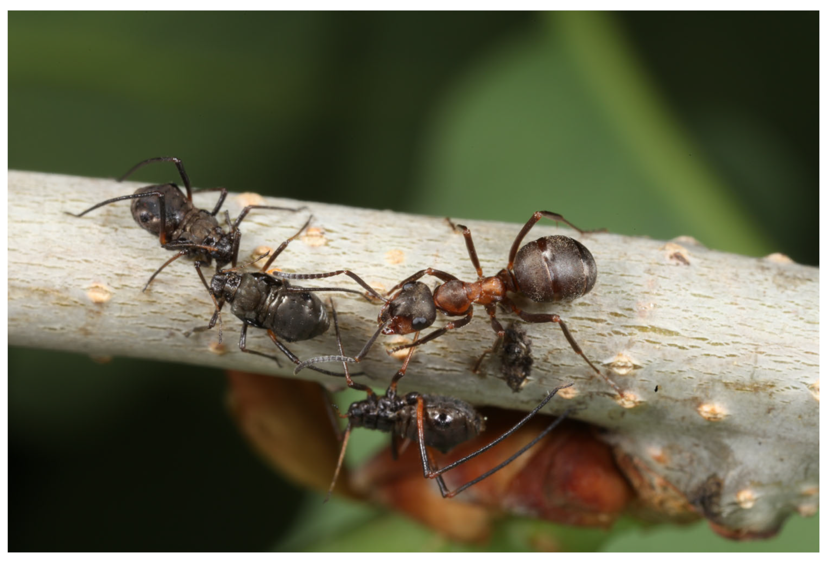 Insects 16 00518 g003 Insects 16 00518 g003