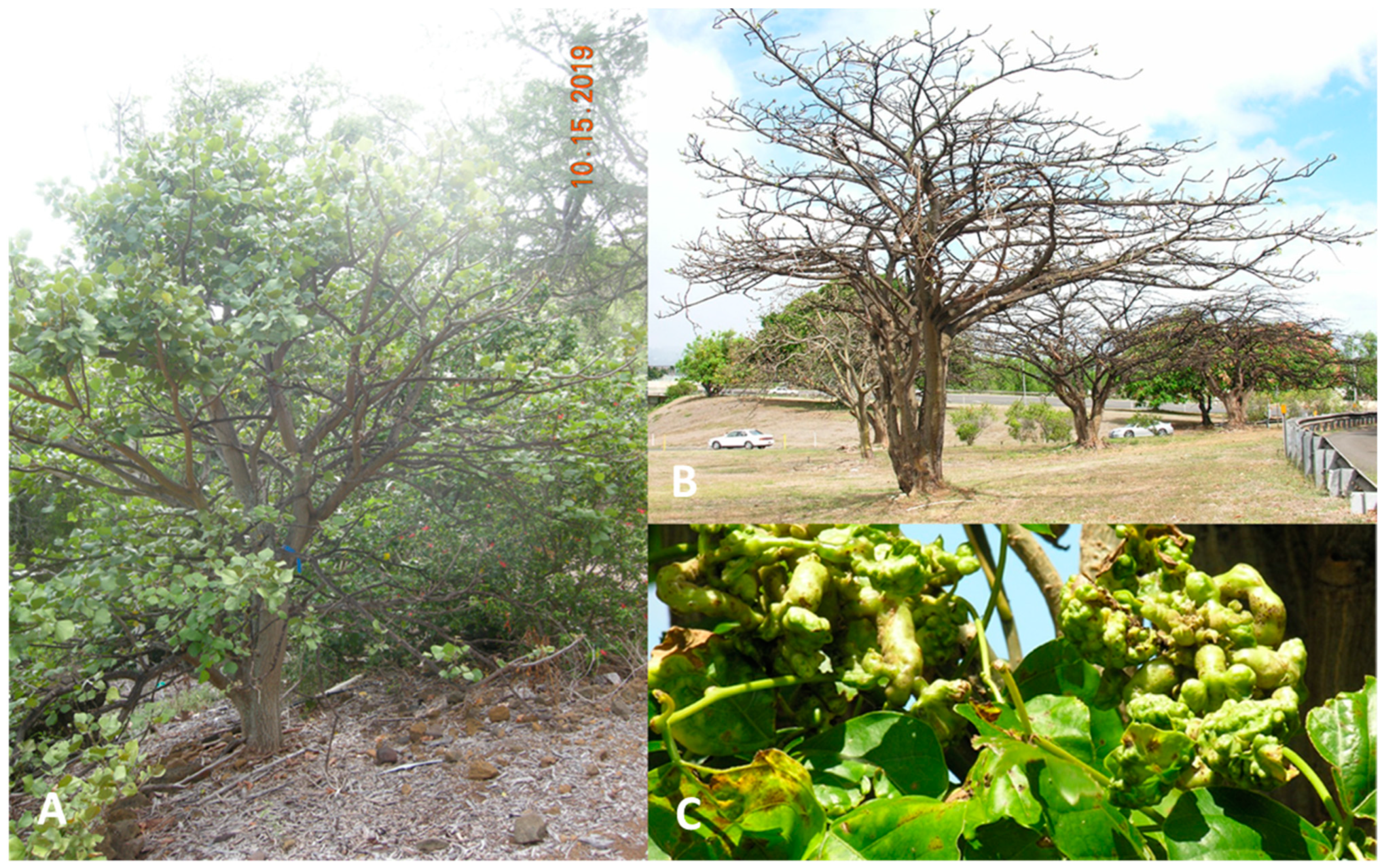 Insects 16 00519 g001